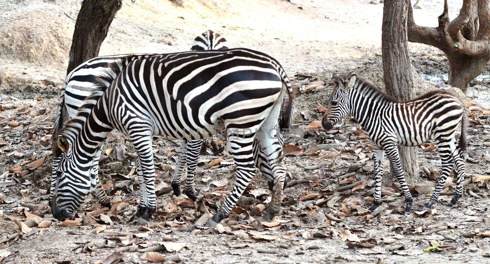 zebra family in chiang mai night safari