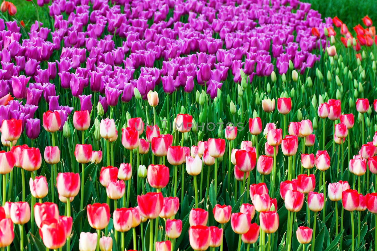 Colorful flower tulips bed background.