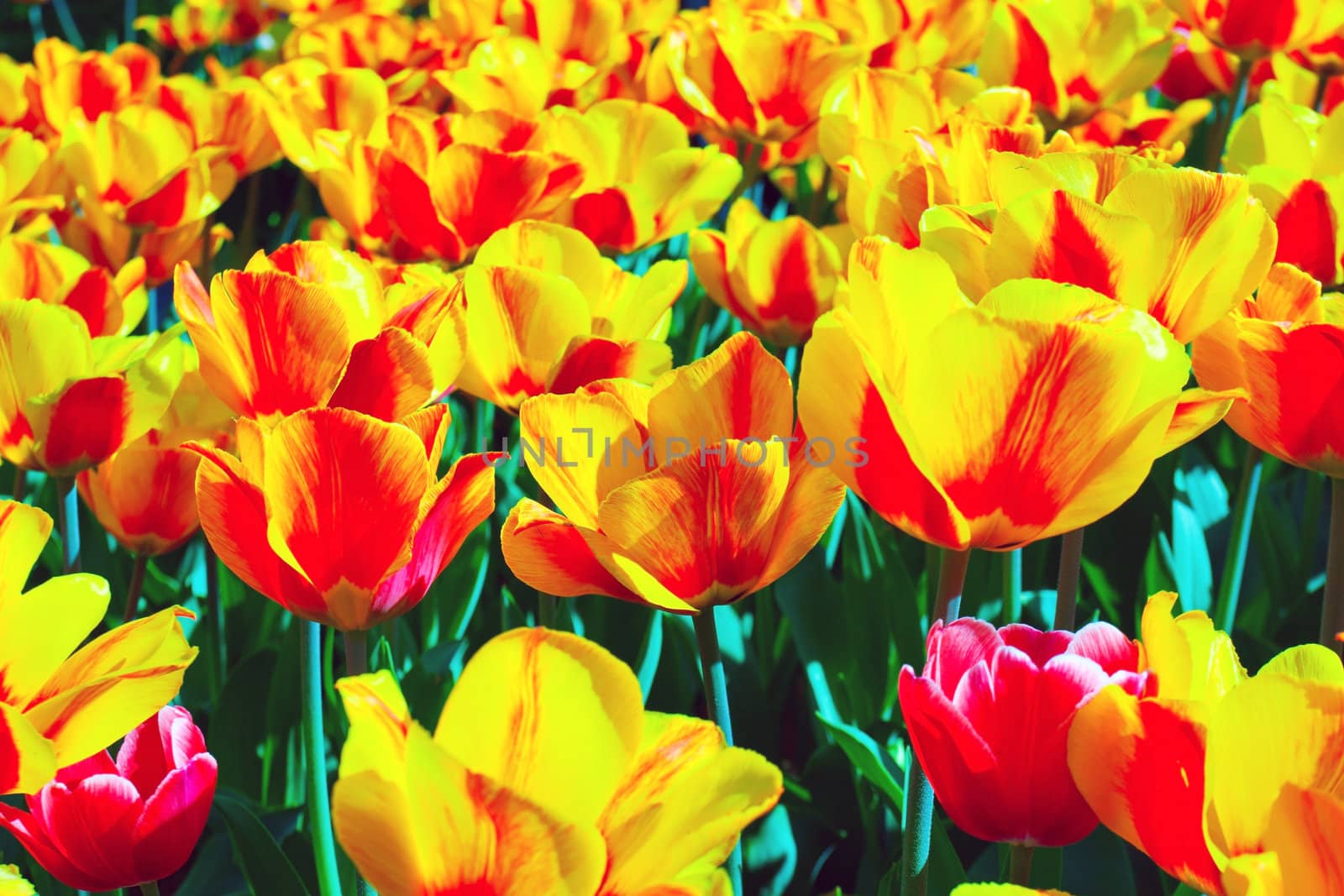 Tulips field yellow flower background.