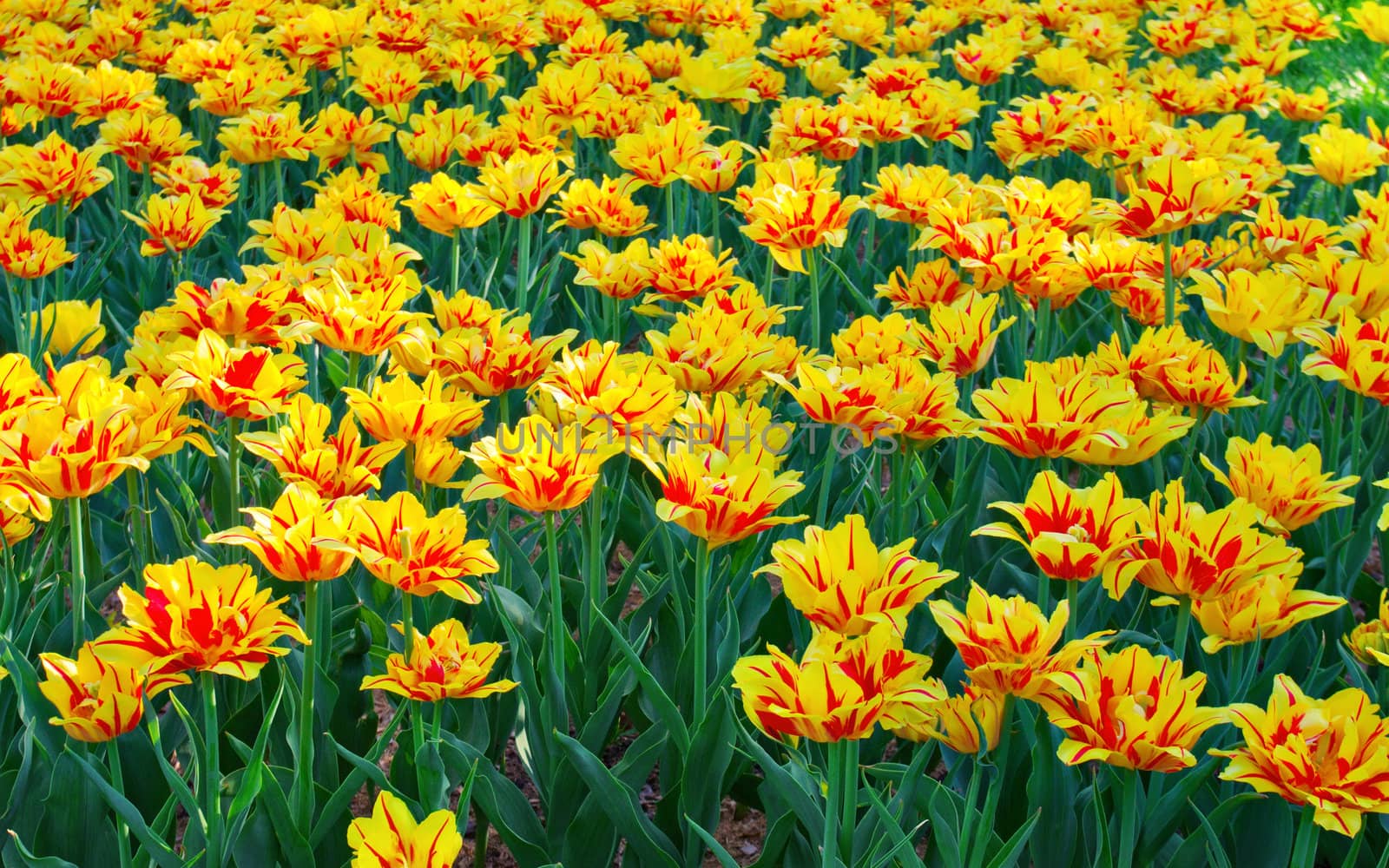 Tulips field yellow and red flower background.
