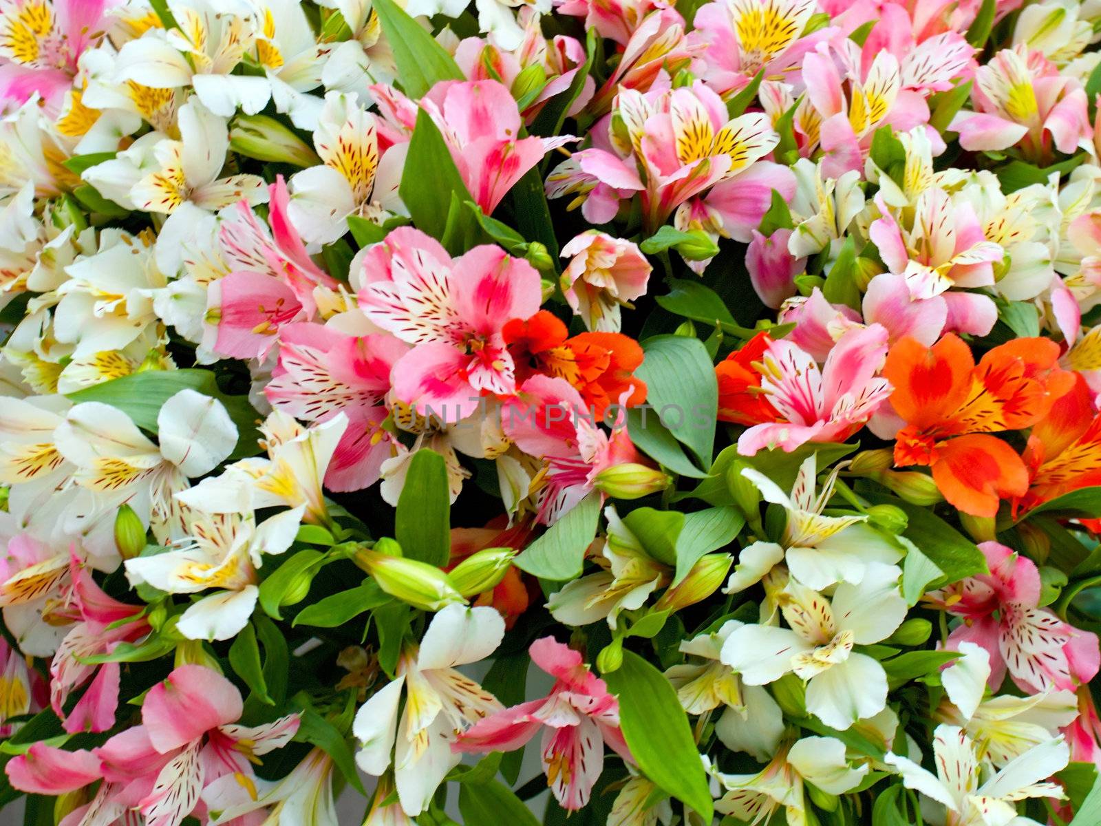 Colorful flower bouquet bed background.