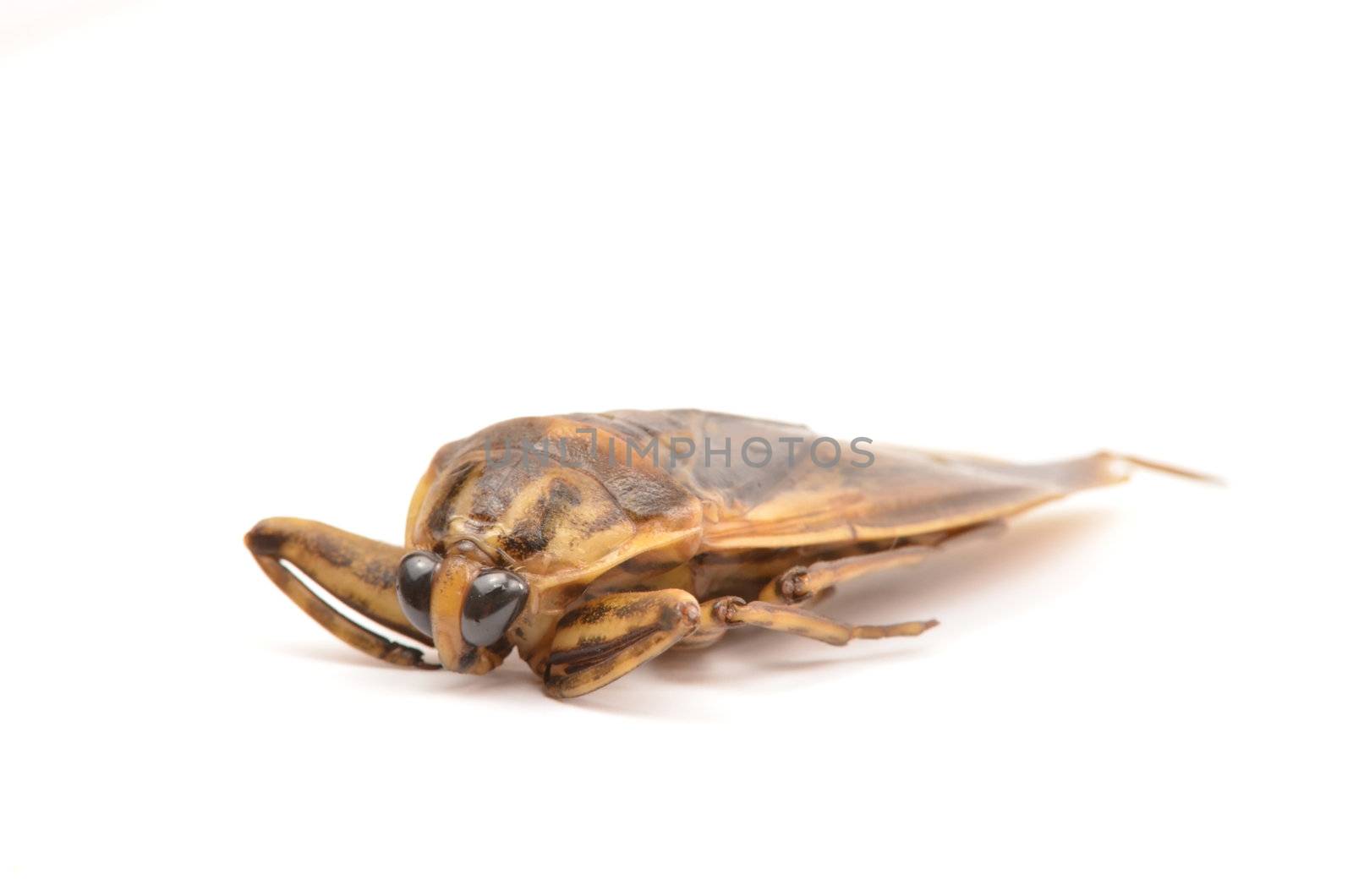 giant water bug isolated on white background