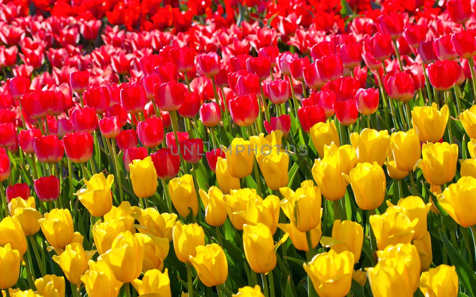 Field yellow and red flower tulips background.