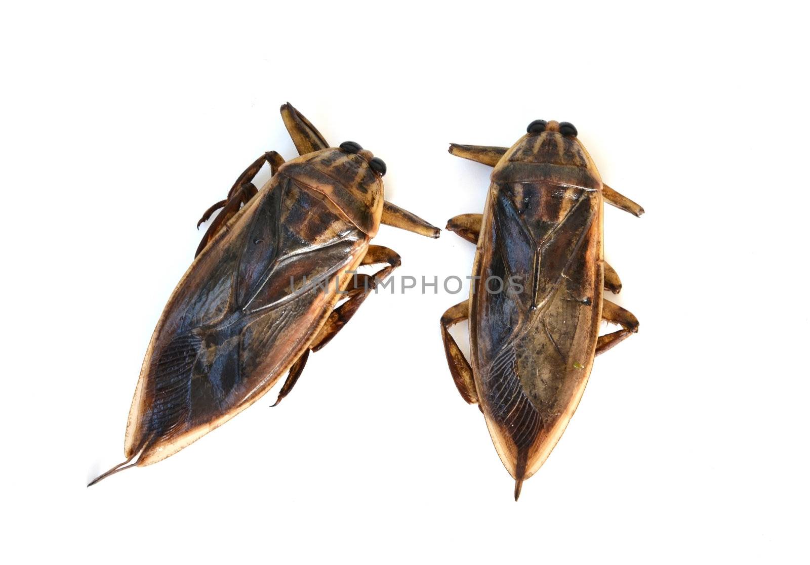 giant water bug isolated on white background