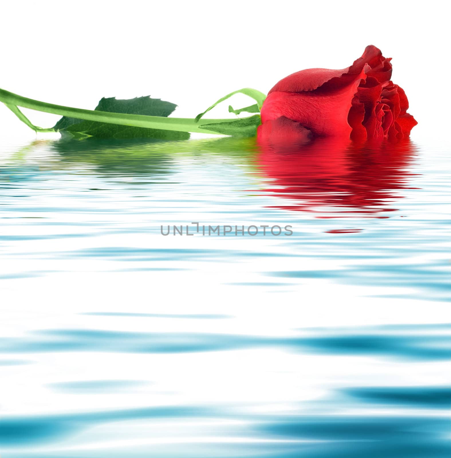 red roses reflection in water background.