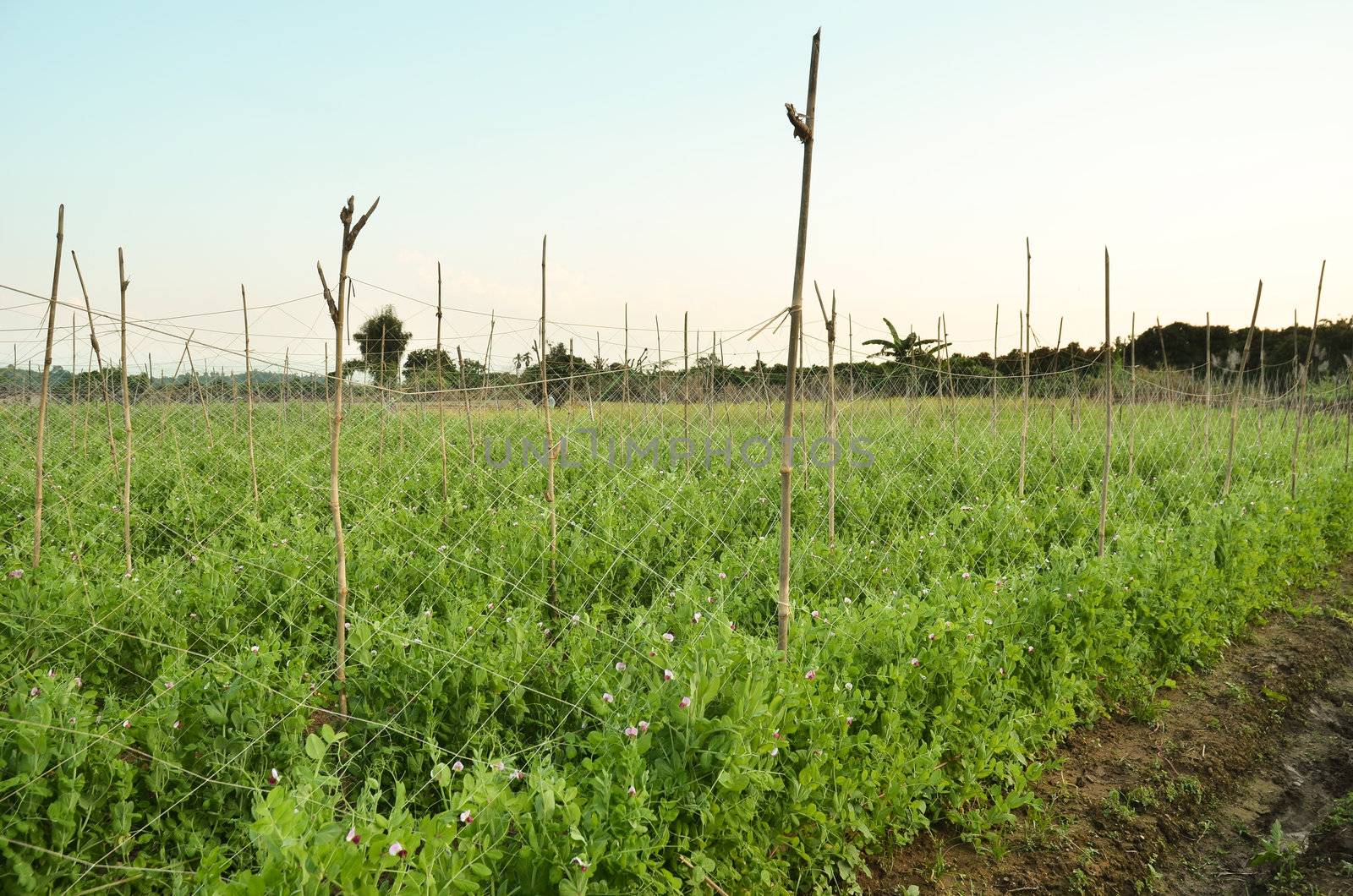 gargen pea or Pisum sativum