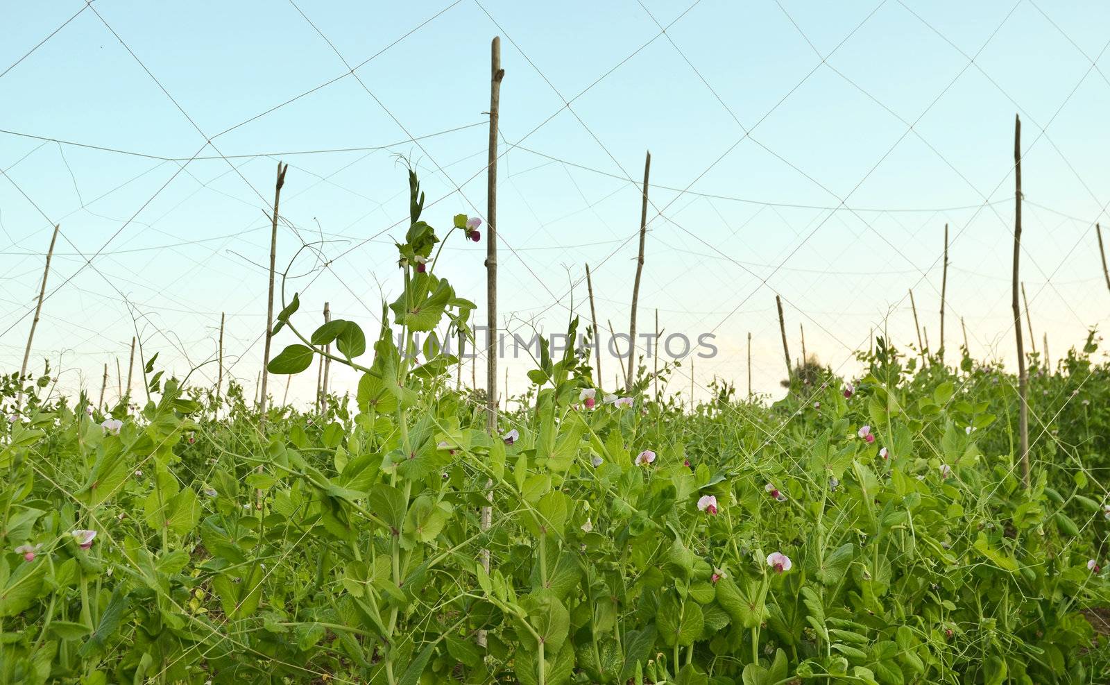 garden pea by anankkml