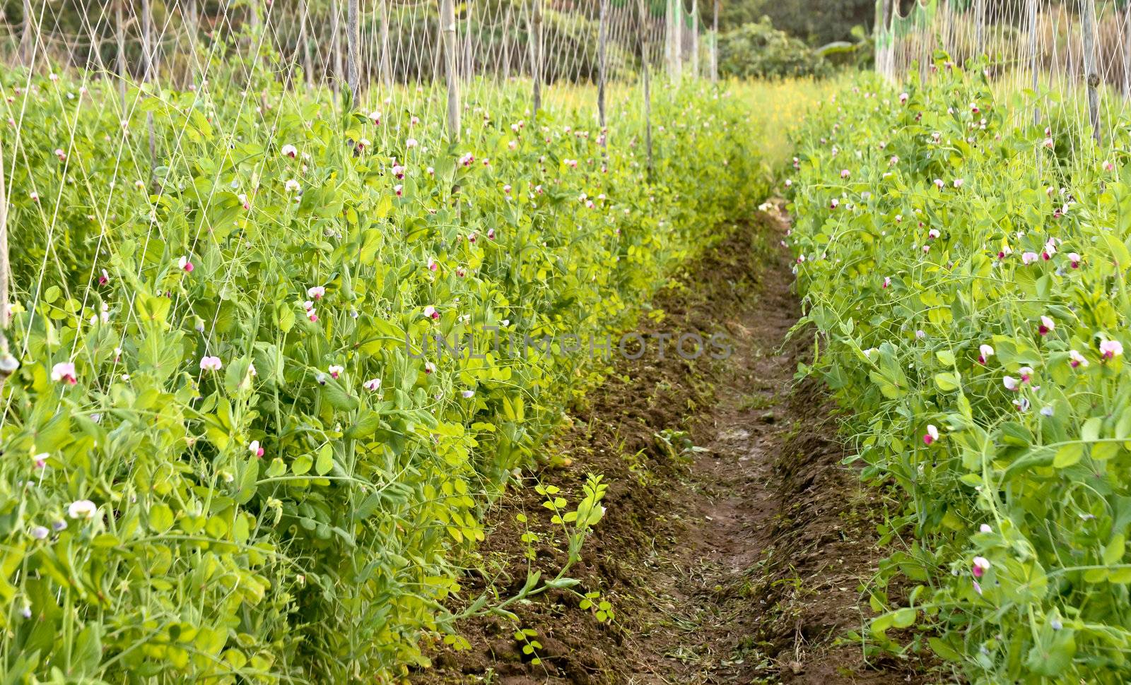 gargen pea or Pisum sativum