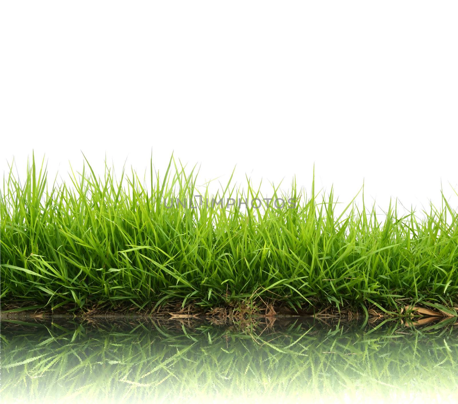 fresh spring green grass isolated on white background 