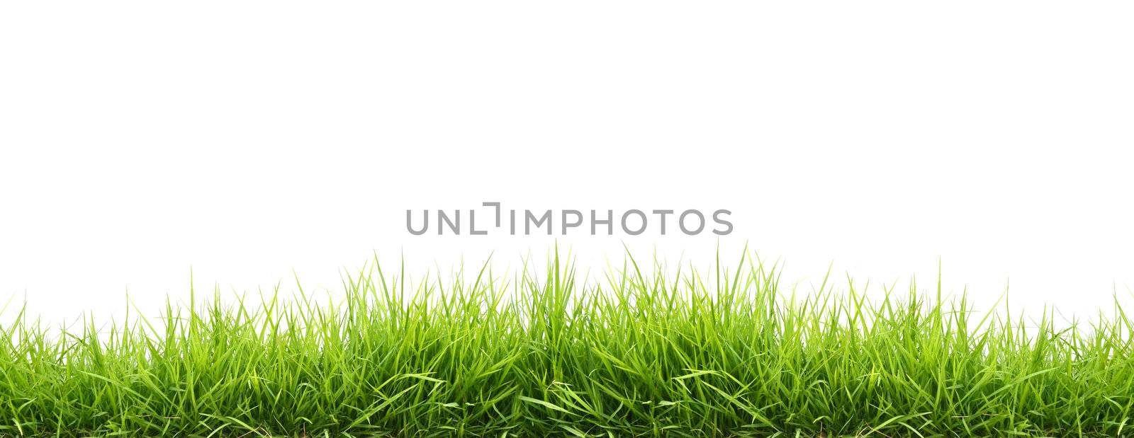 fresh spring green grass isolated on white background