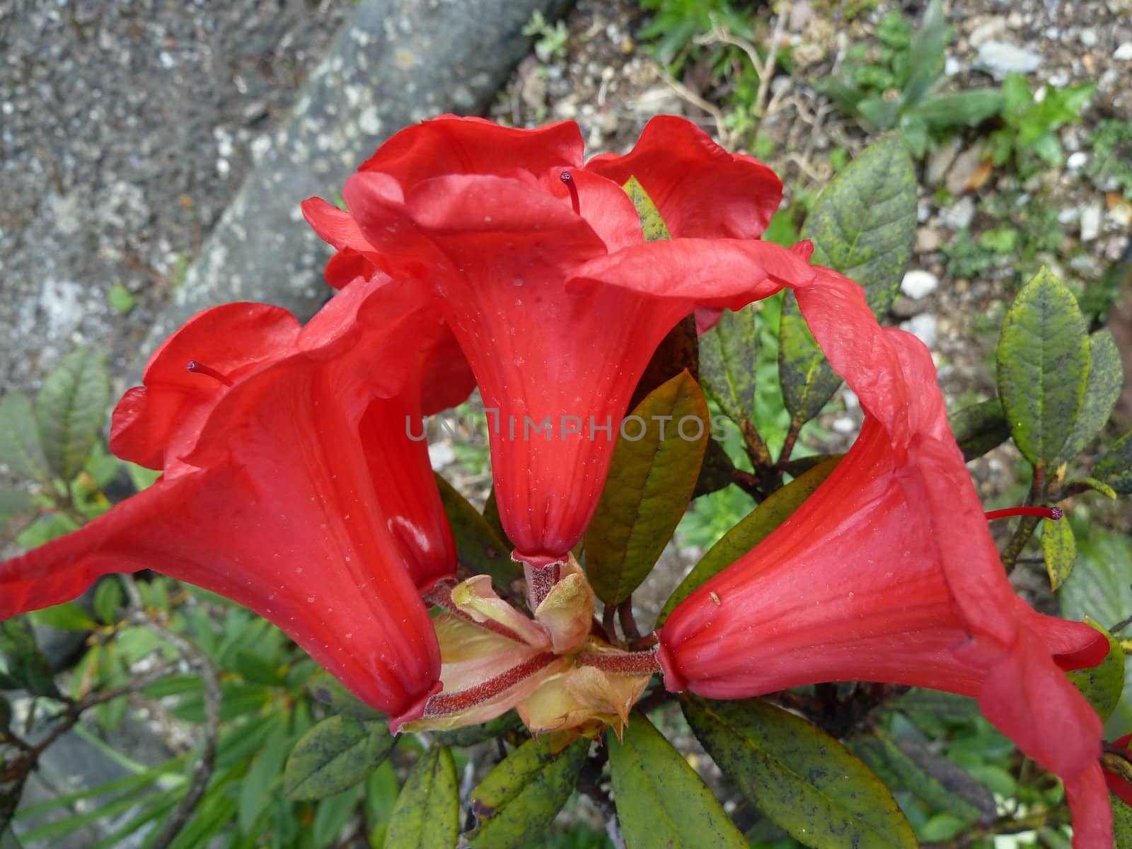 bright red flowers as a background