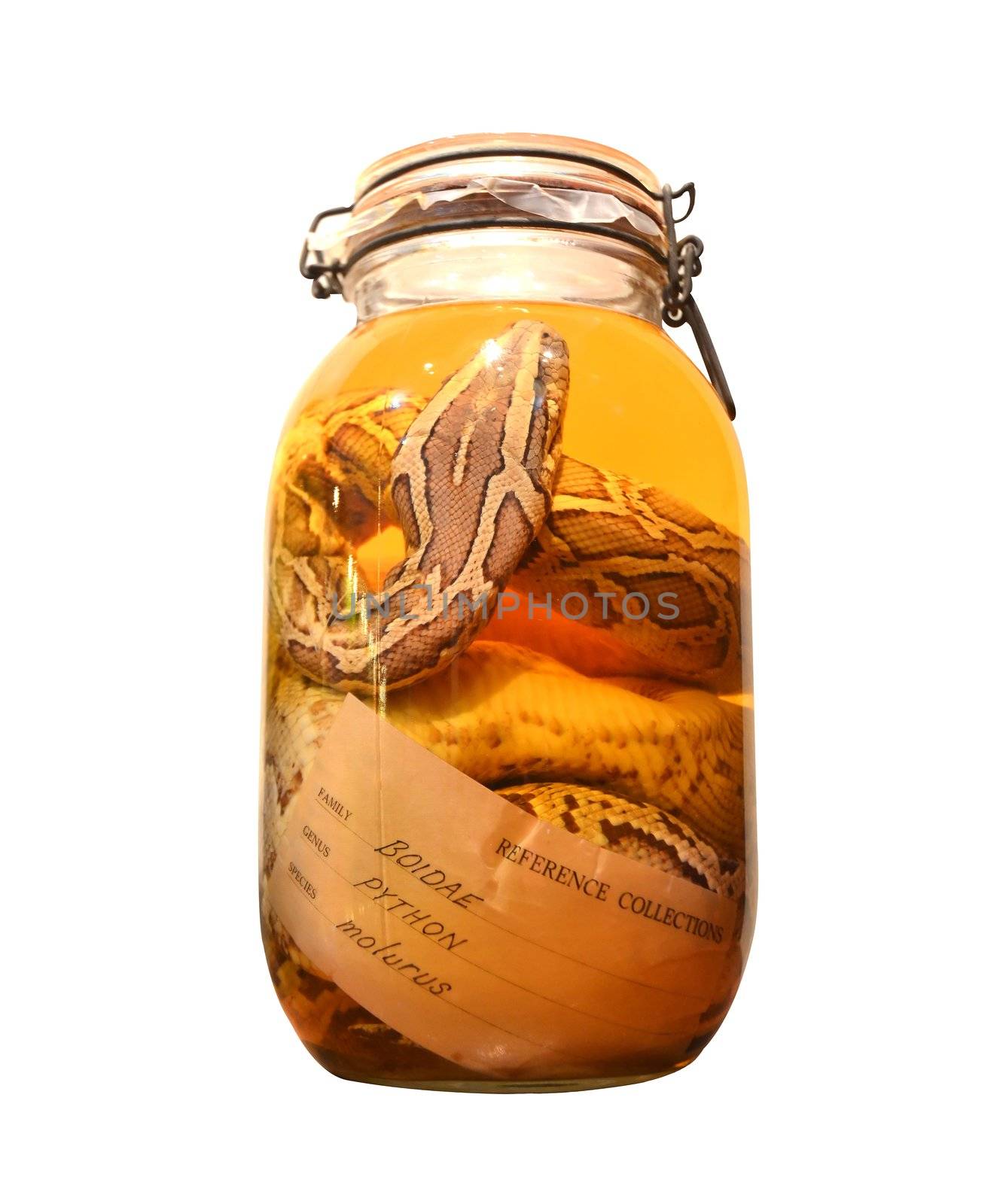 pickled snake in a bottle  by anankkml