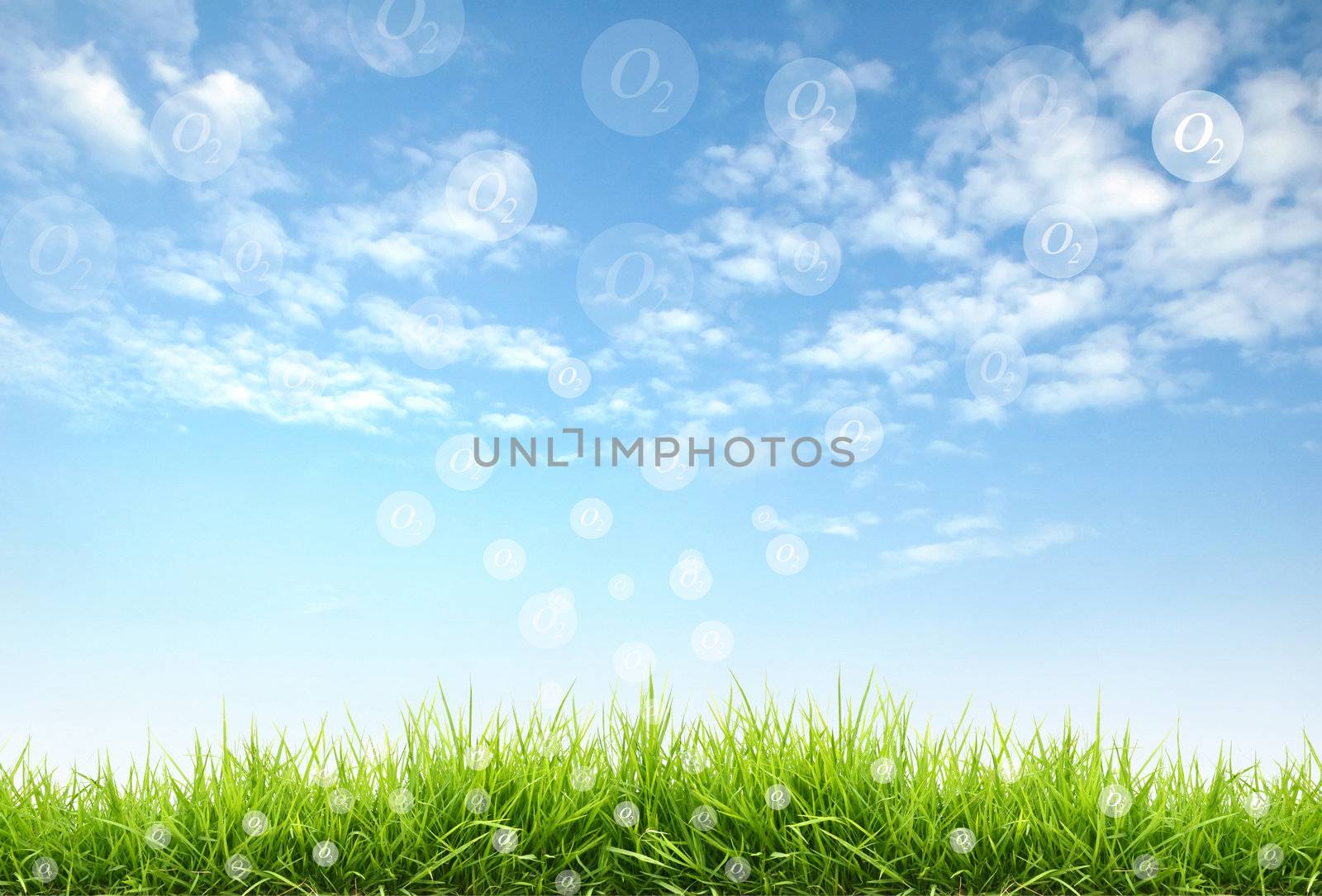 fresh spring grass with blue sky