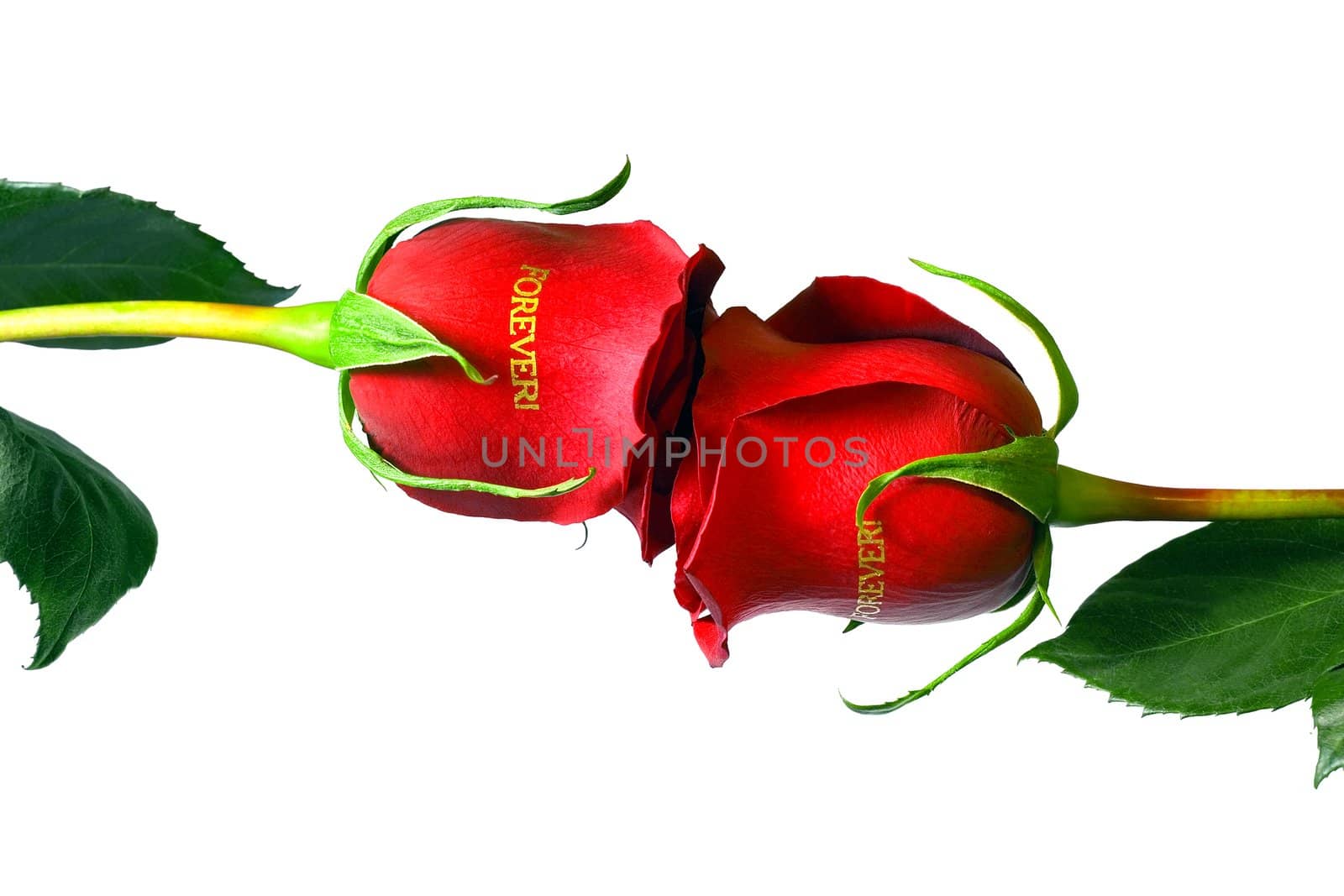 Red rose concept