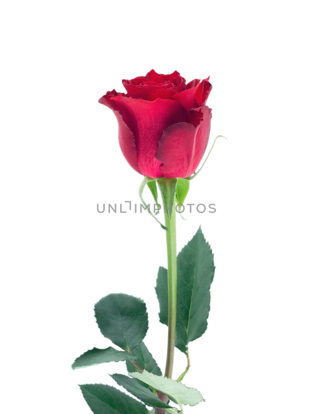 red rose object isolated on white background