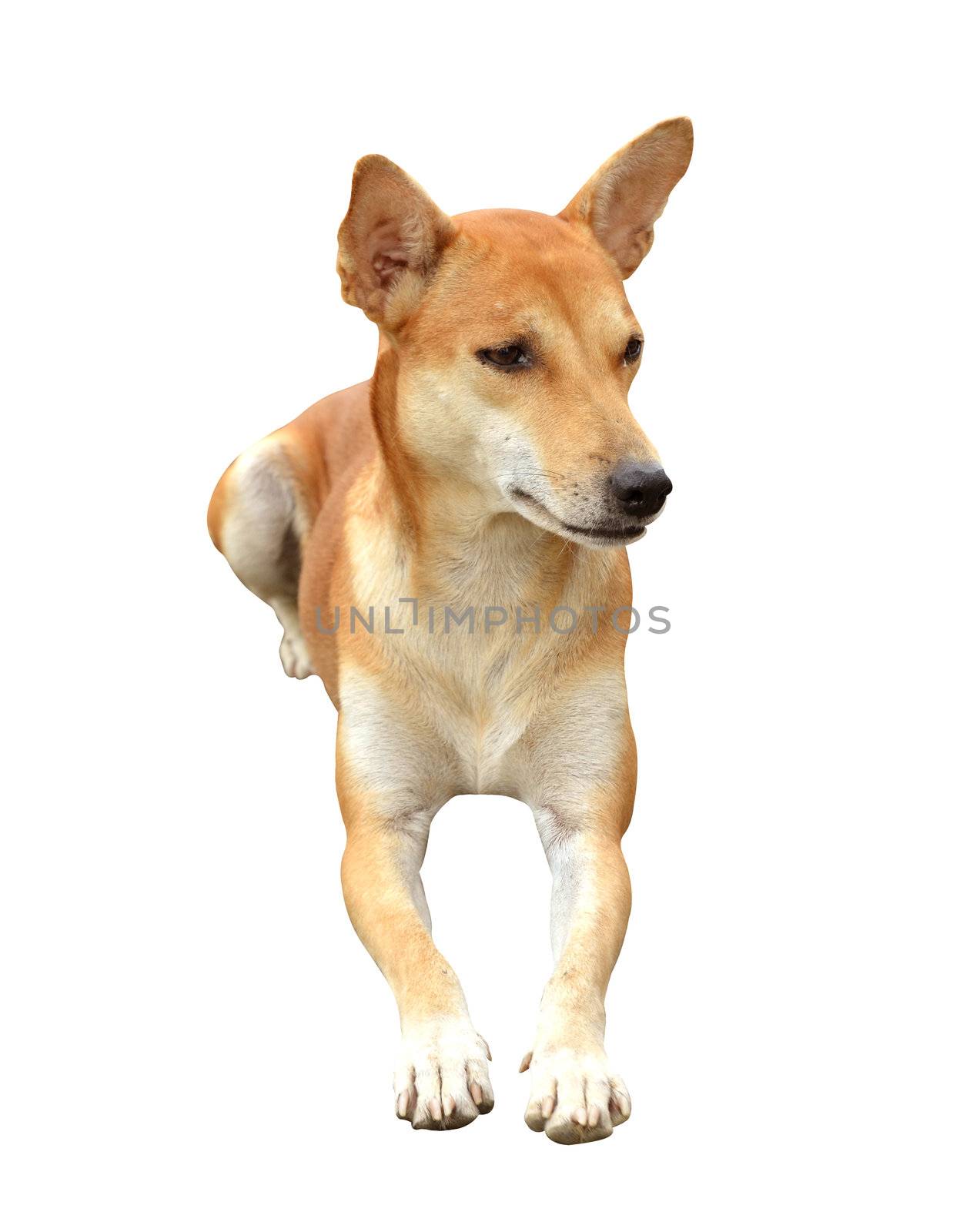 thai dog isolated on white background