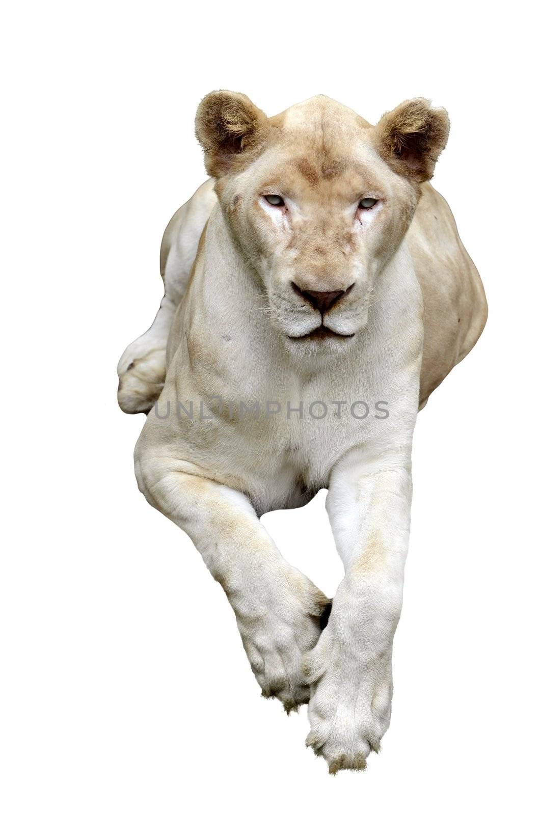 white lion isolated on white background