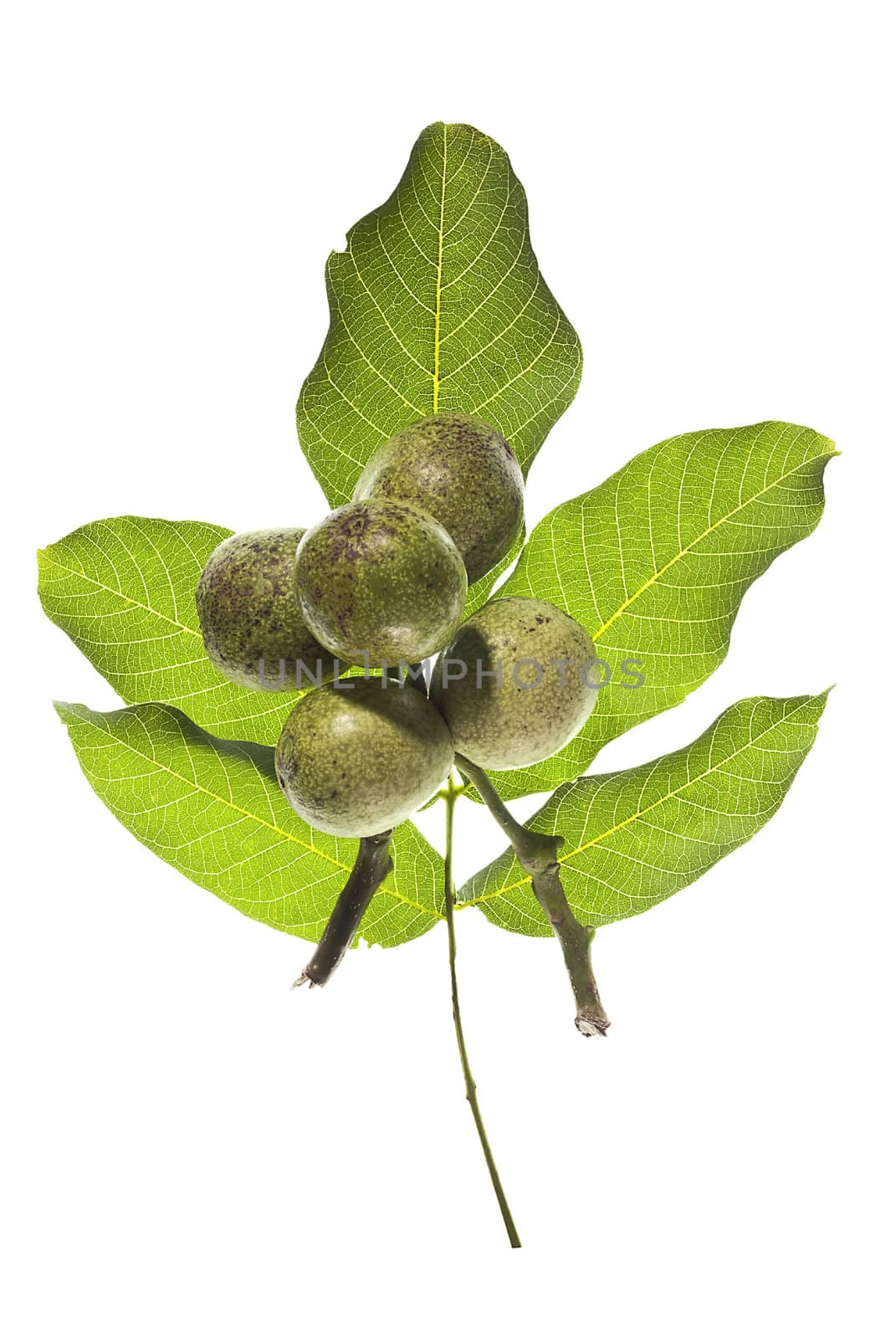 The branch of walnut leaves isolated on a white background.