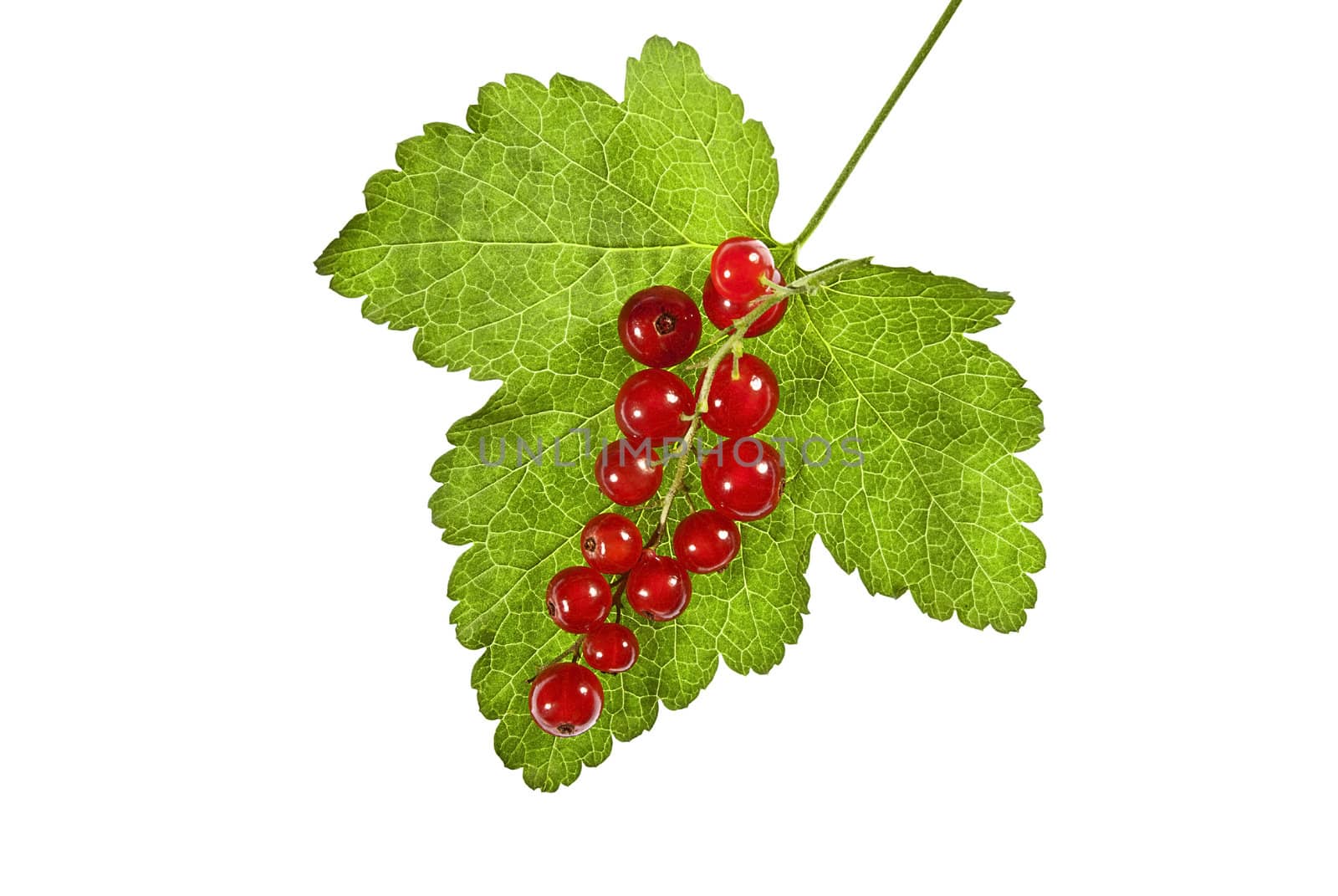 Redcurrant with leaf on a white background.