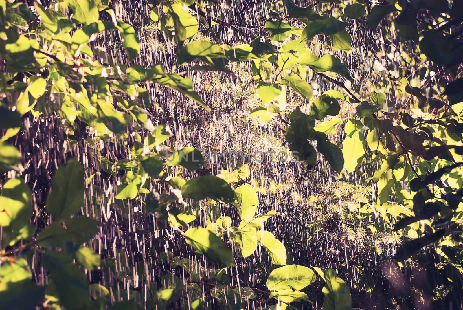 The rain in the summer sun garden.