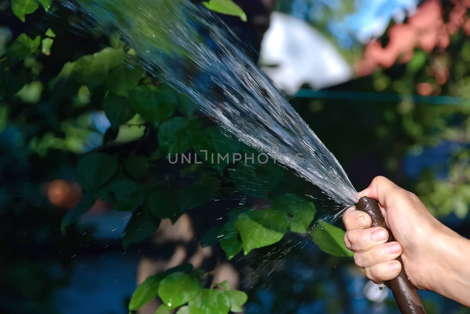 Woman's hand with a hose watering the garden.