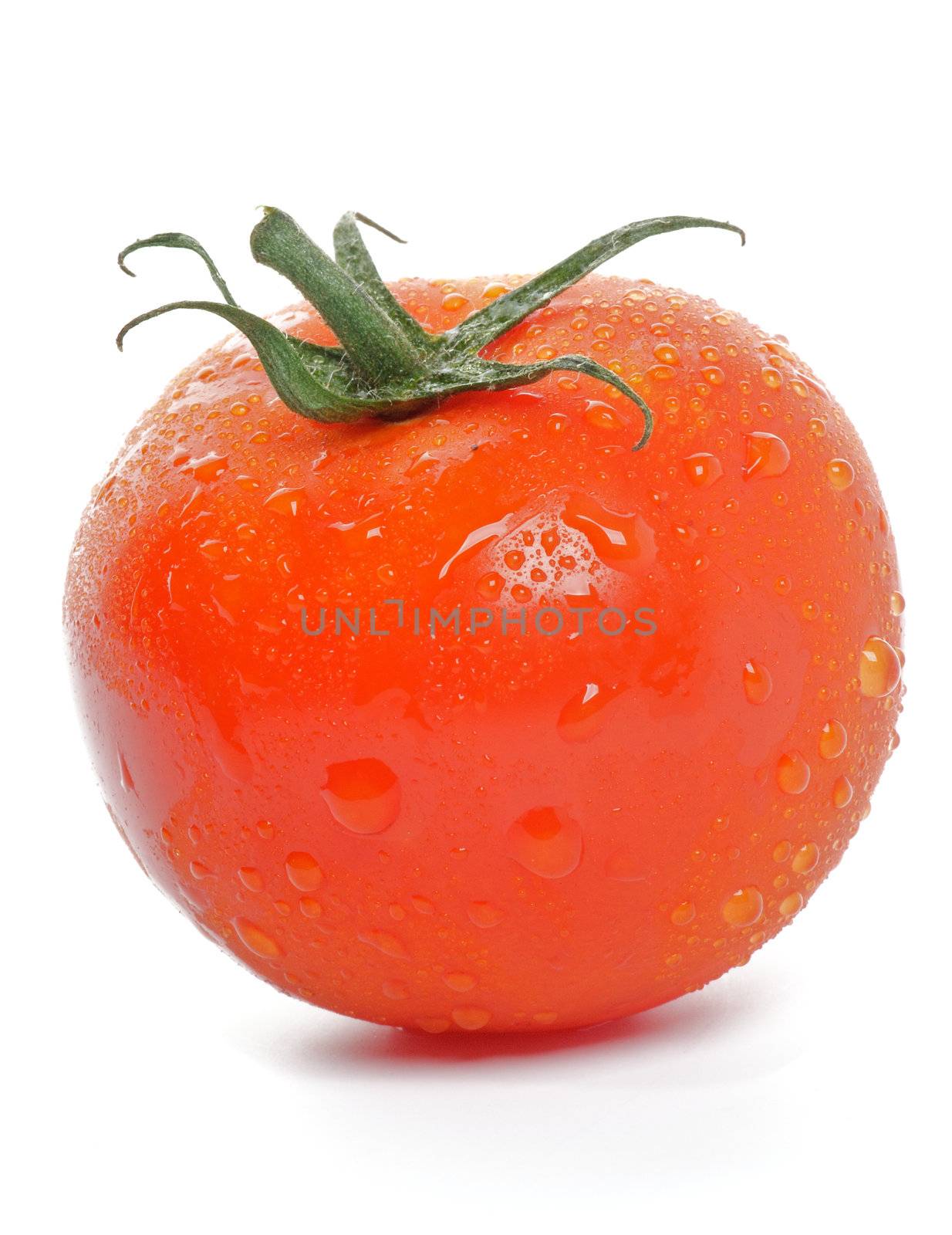 Single Tomato straight from garden with water droplets isolated on white background