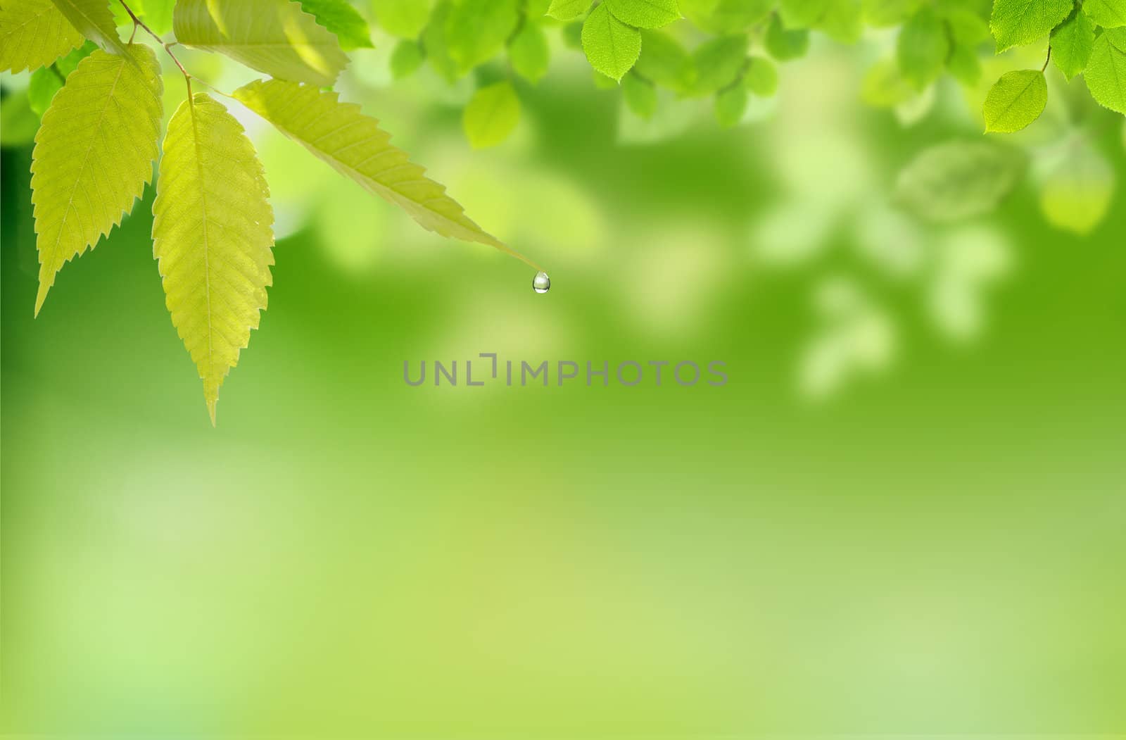 Nature background with leaves and a drop of water