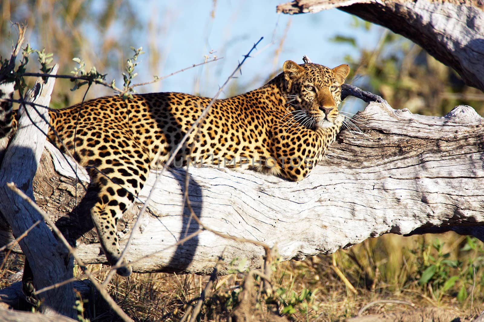 Leopard (Panthera pardus) at the South Lunagwa National Park Zambia