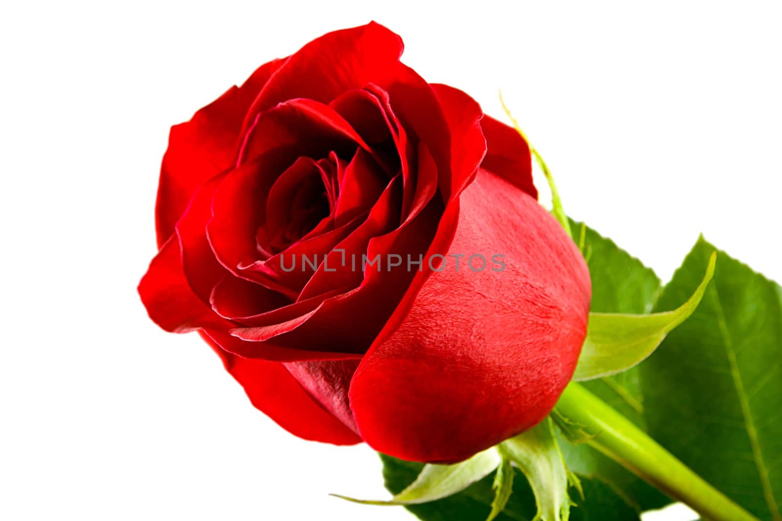 red roses close-up isolated on white background