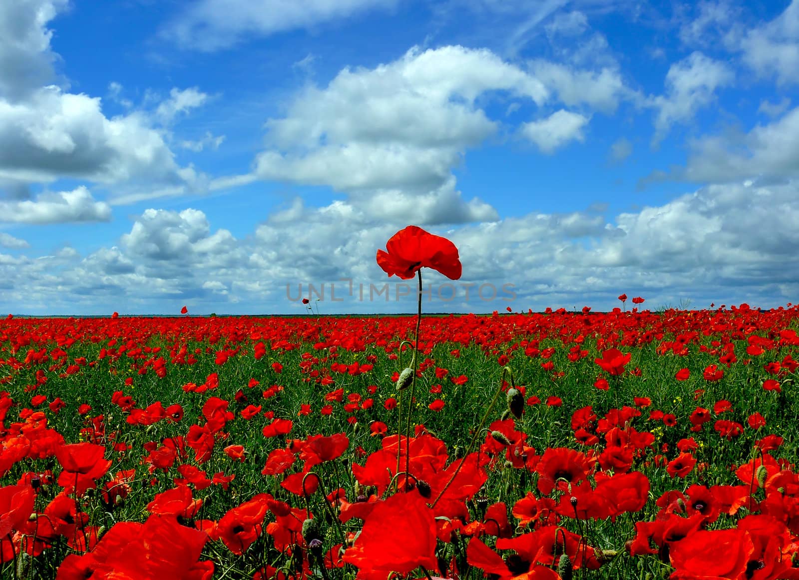 Red poppies flowers landscape meadow background