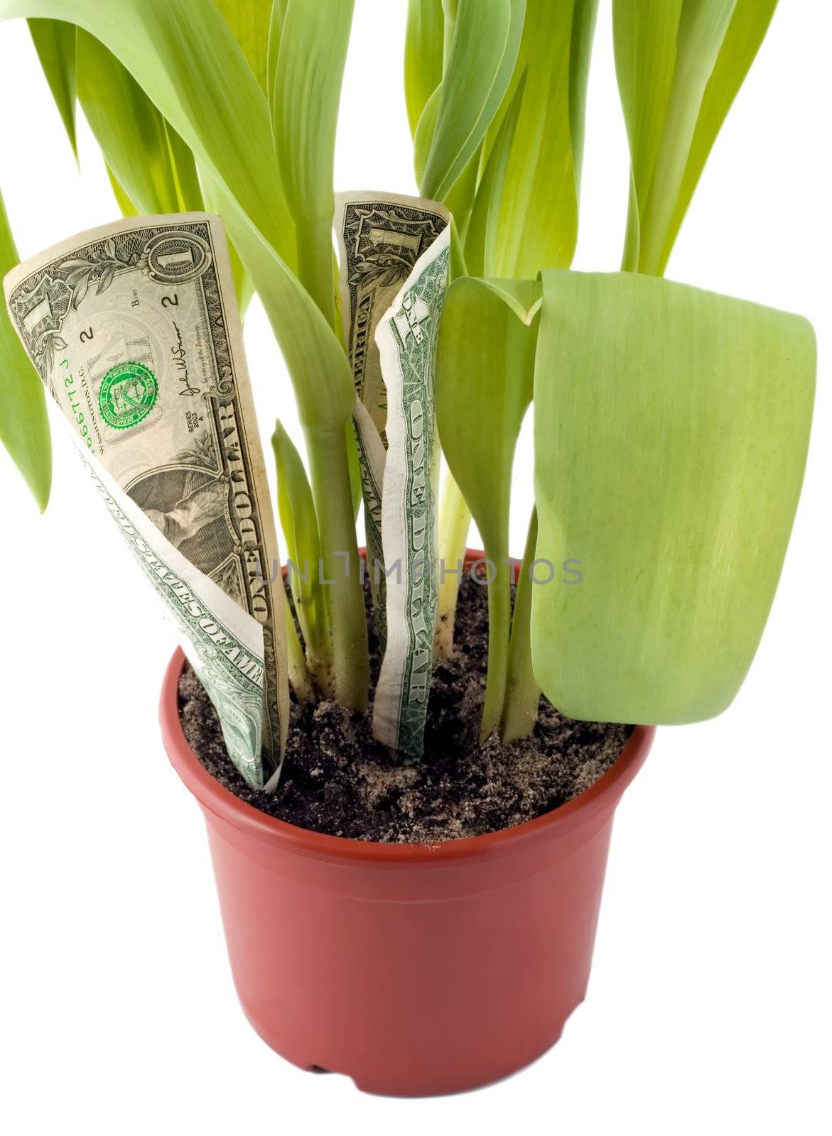 growing of the money, close-up isolated on white background