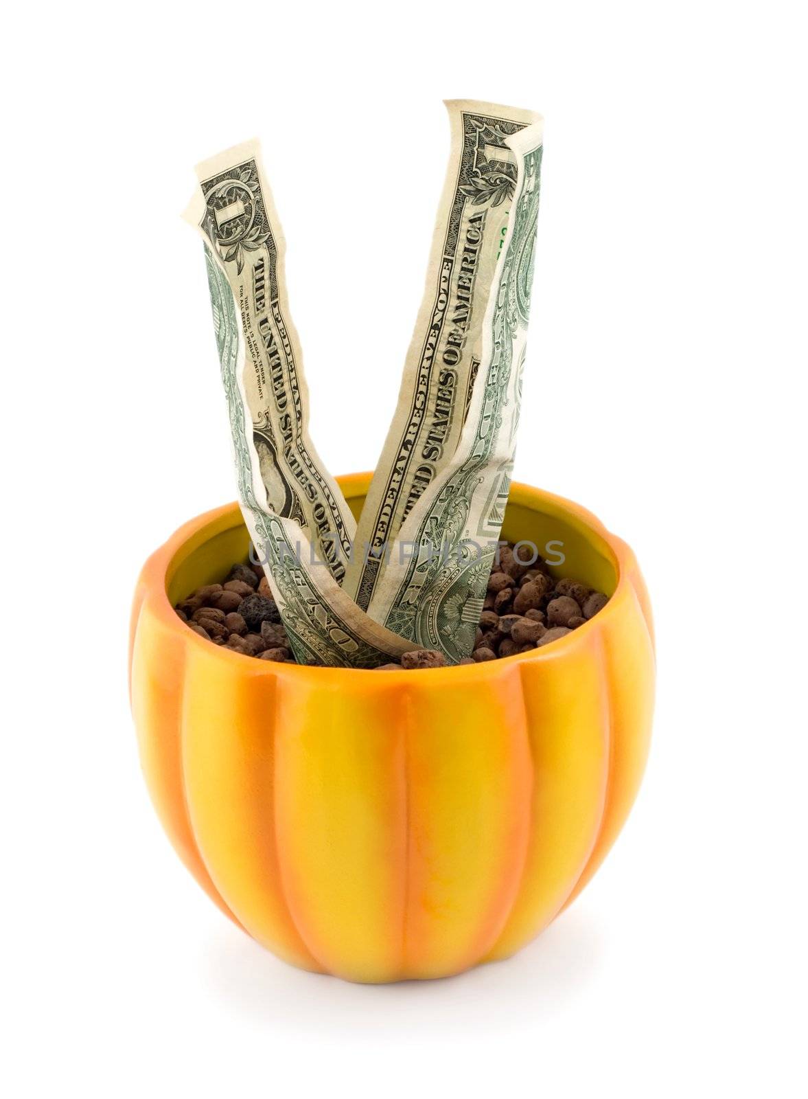money tree isolated on white background