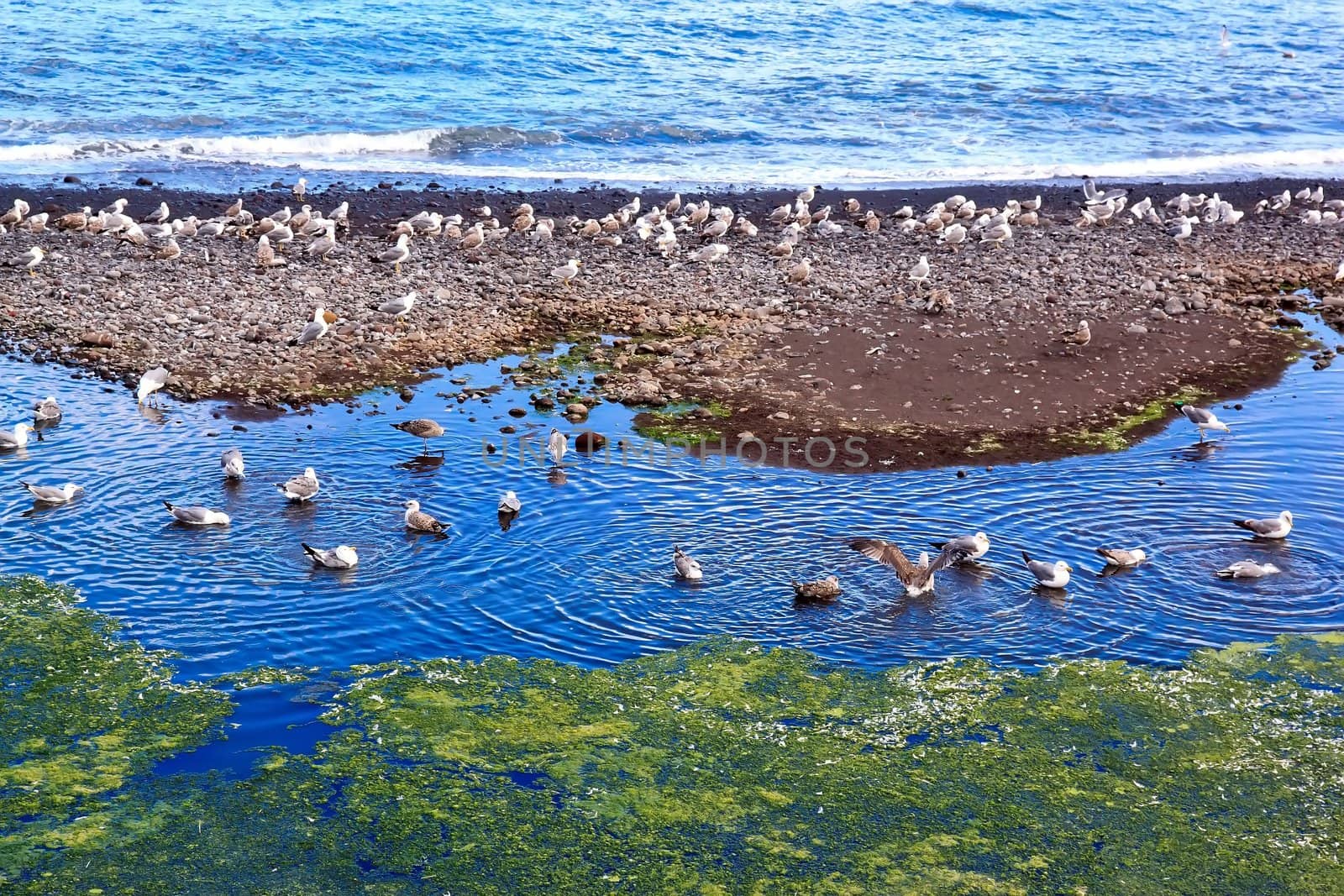 seagulls, bath time  Atlantic Ocean island of Madeira