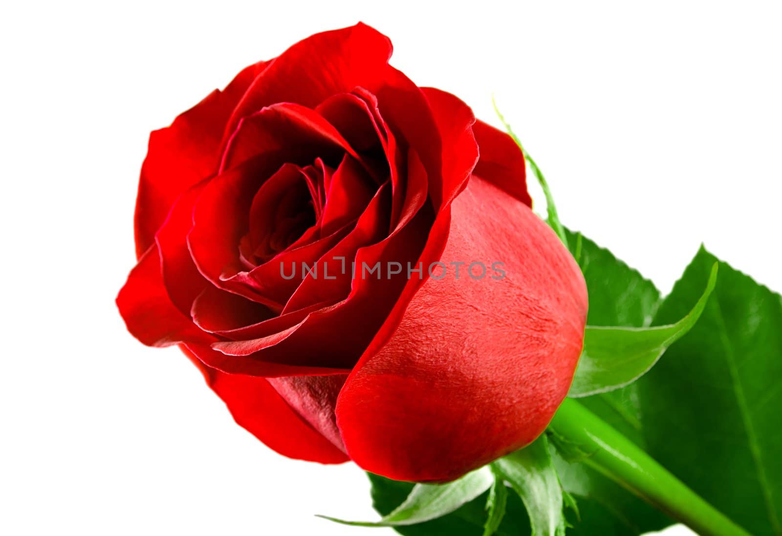 flowering rose isolated on white background