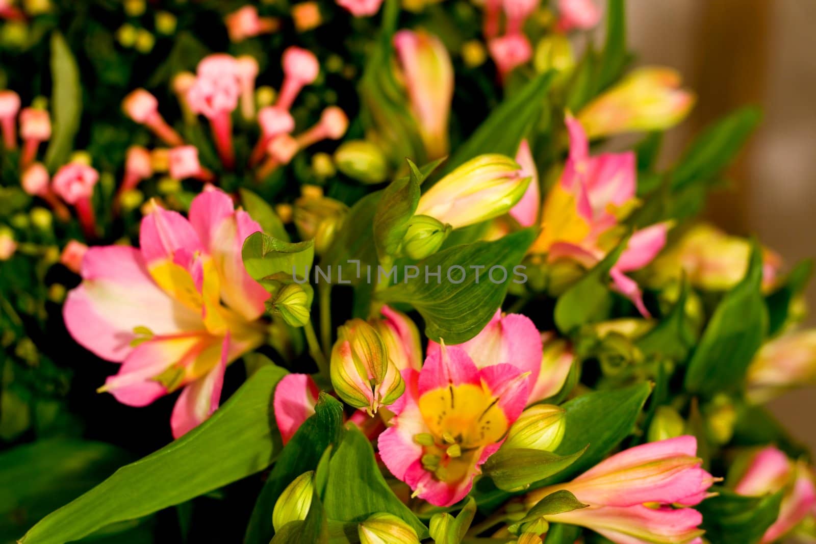 flores background,nature blossom flower