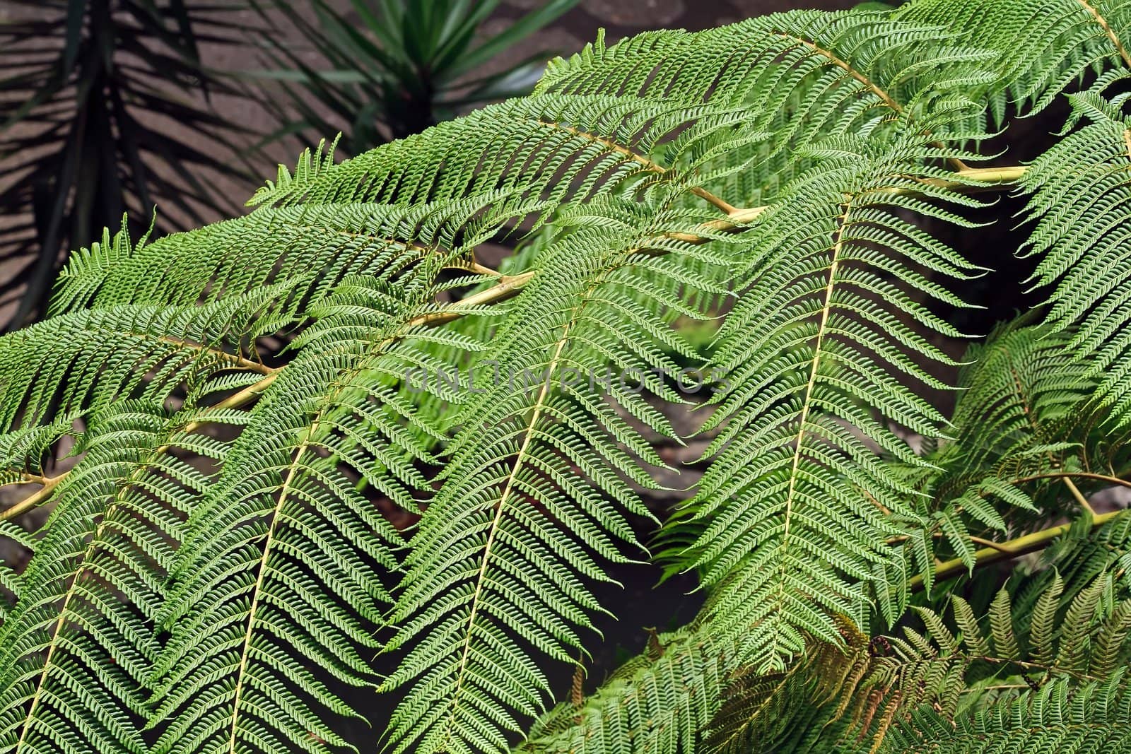 tree fern, detailed view  Madeira