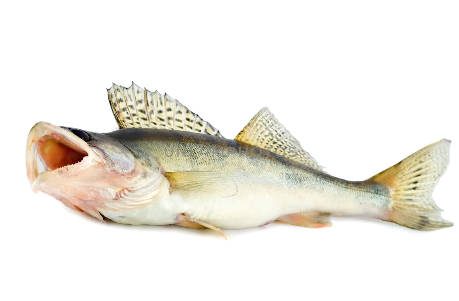 fish walleye zander pike-perch , isolated on white background