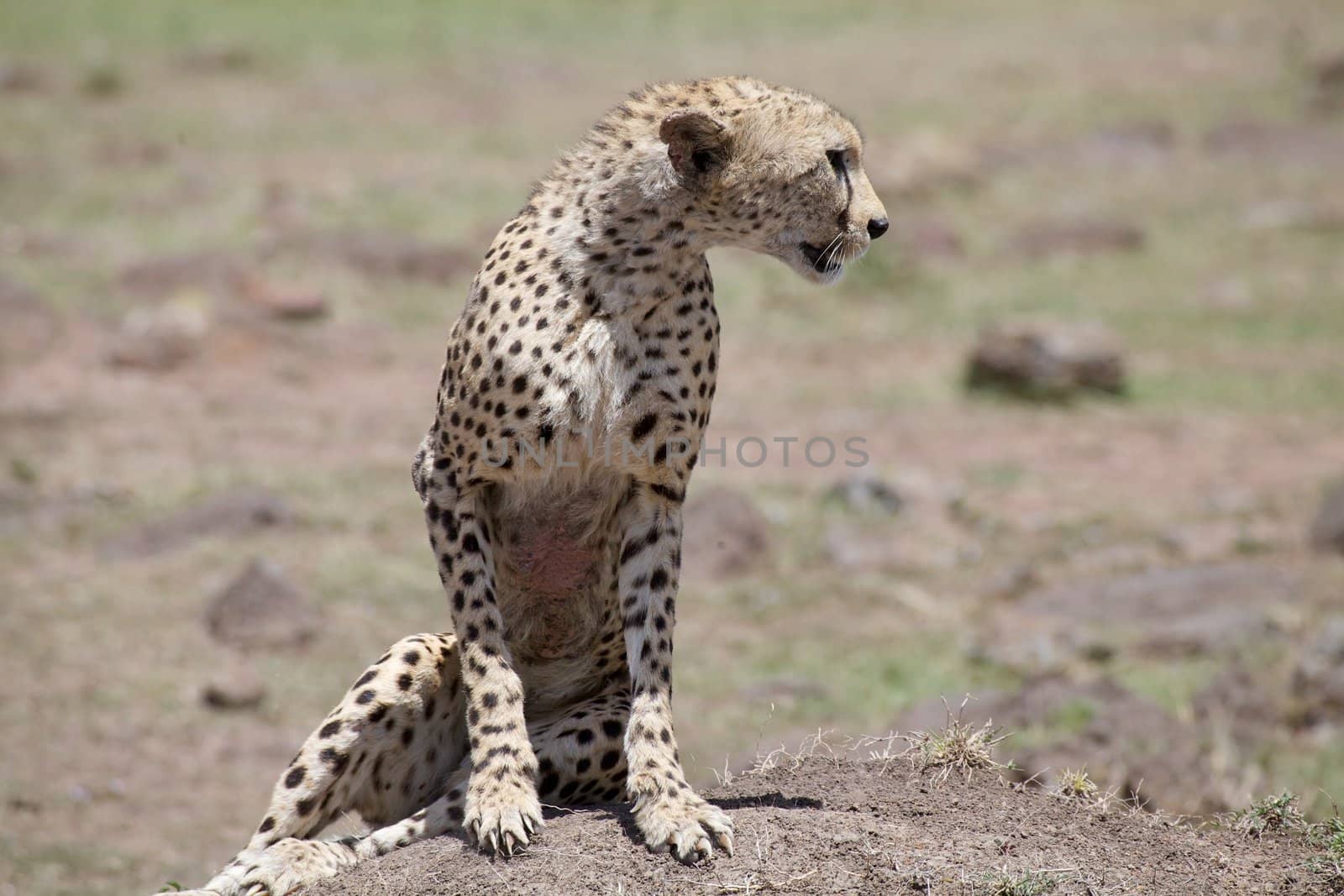 Cheetah (Acinonyx jubatus). Animal in the wild