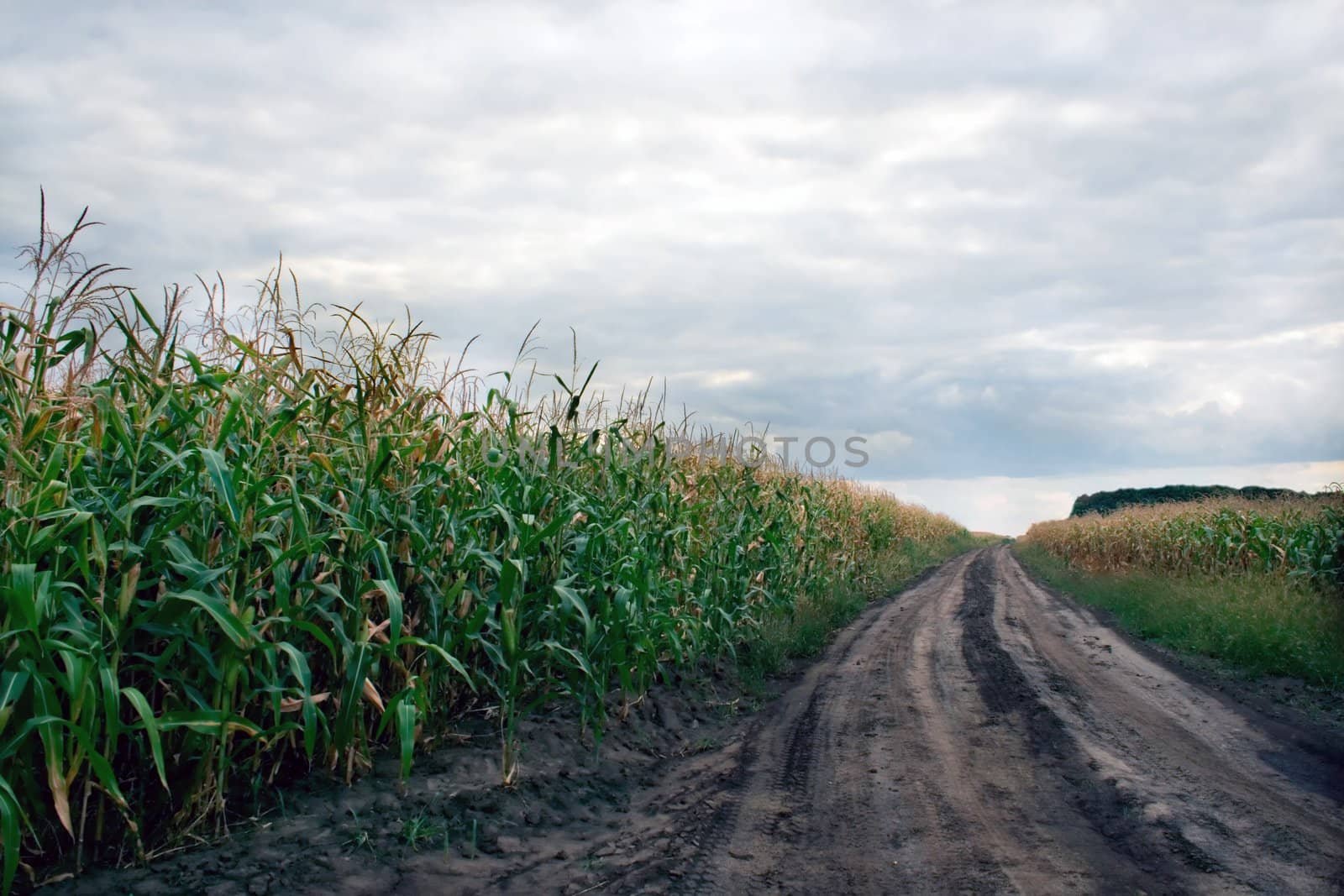 cornfield agriculture background , scenics cloudscape