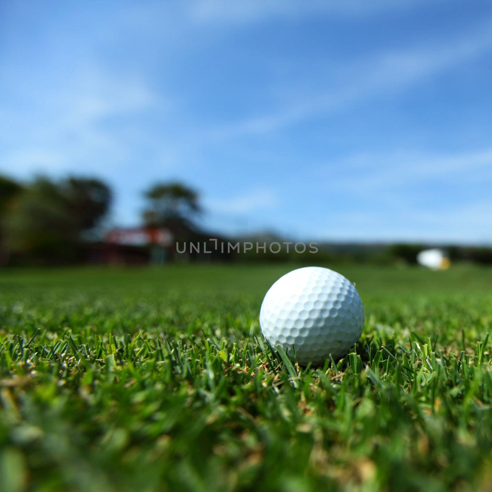 golf-ball on course