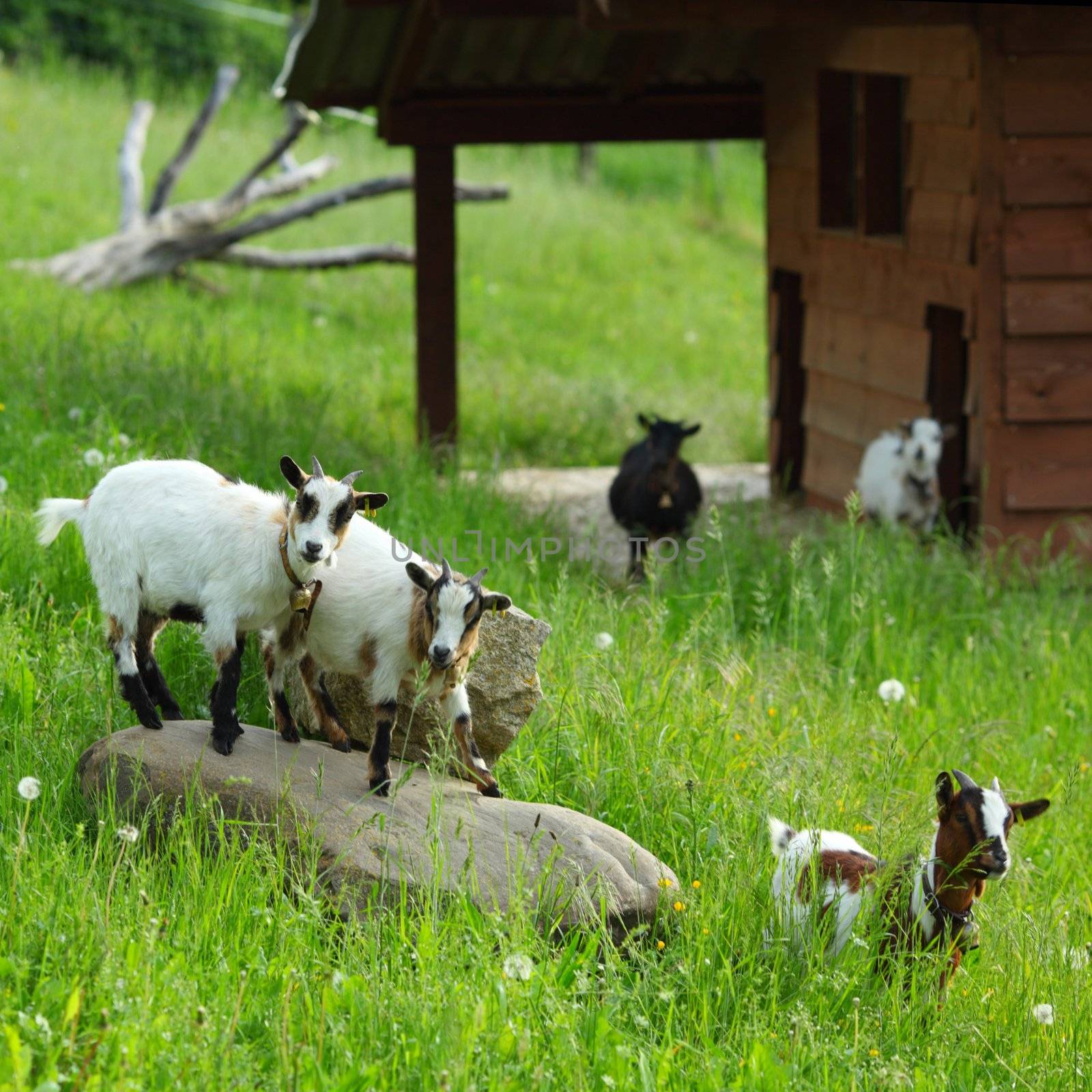 Goat on green grass