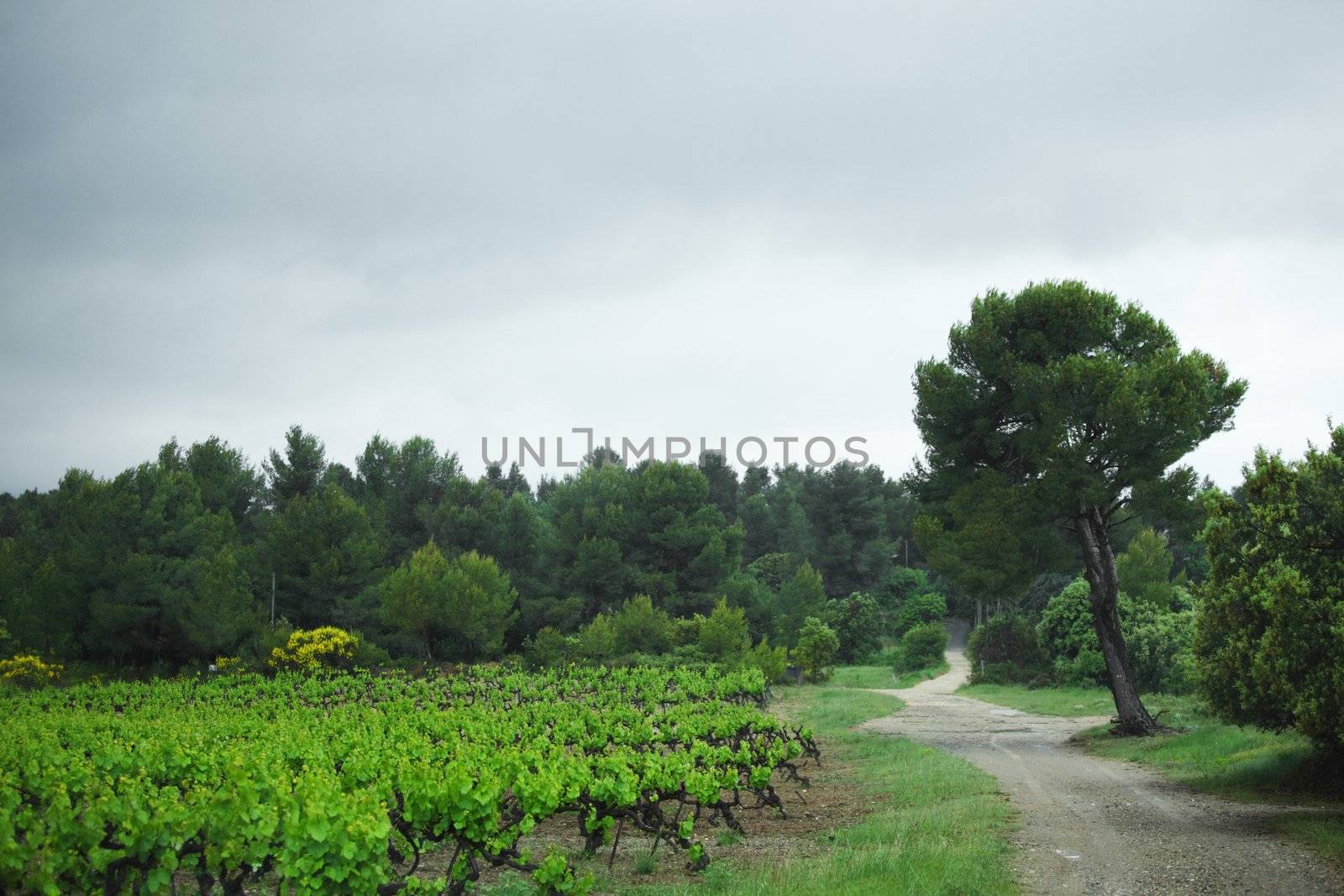 Vineyard in france by Yellowj
