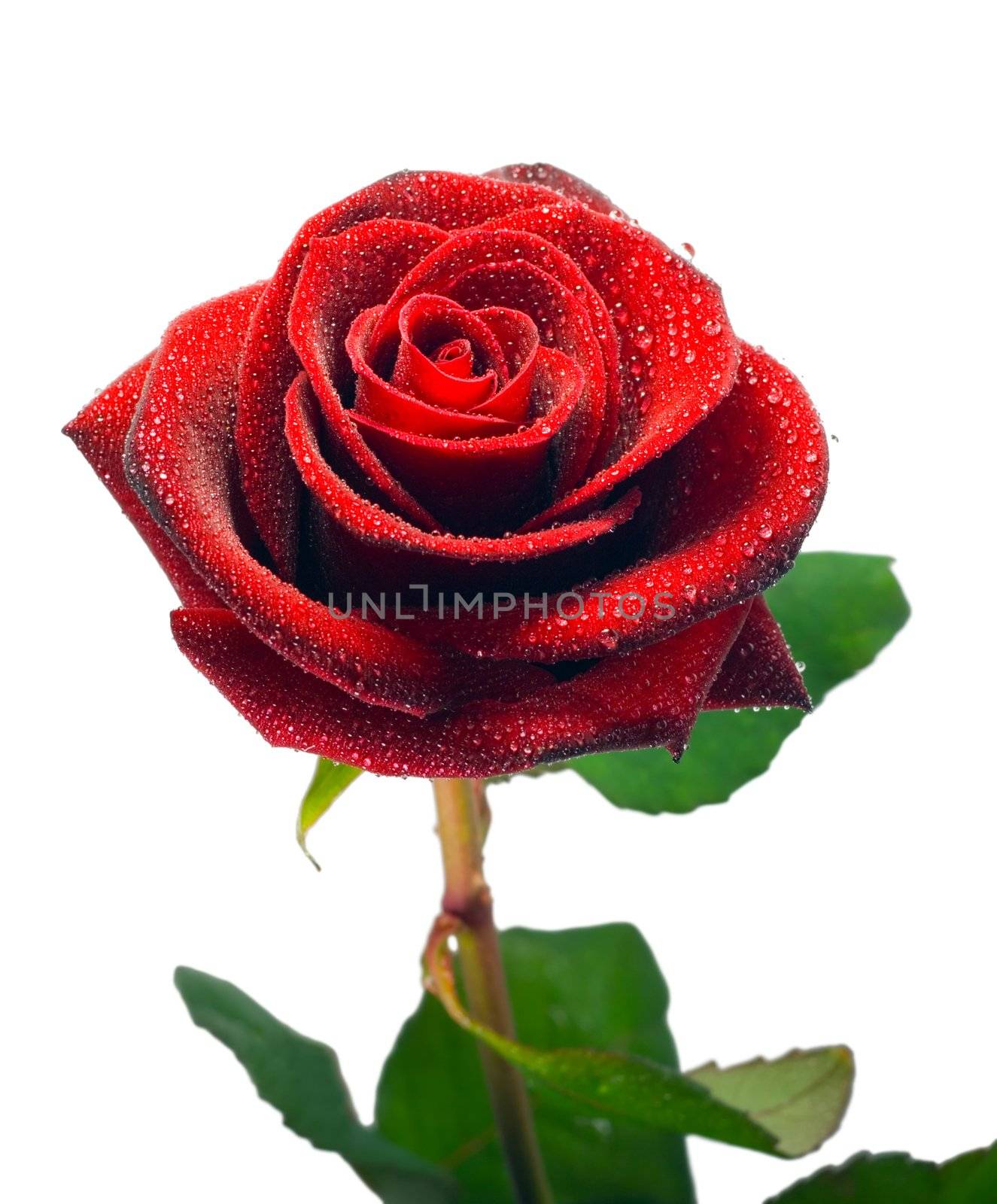A Single blackenning rose dew drops,Isolated on white background.