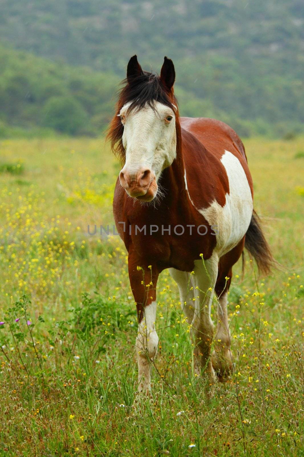 Horse on summer meadow