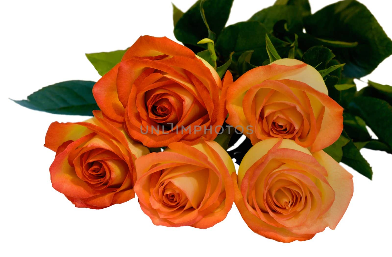 Bouquet pink roses, isolated in white background