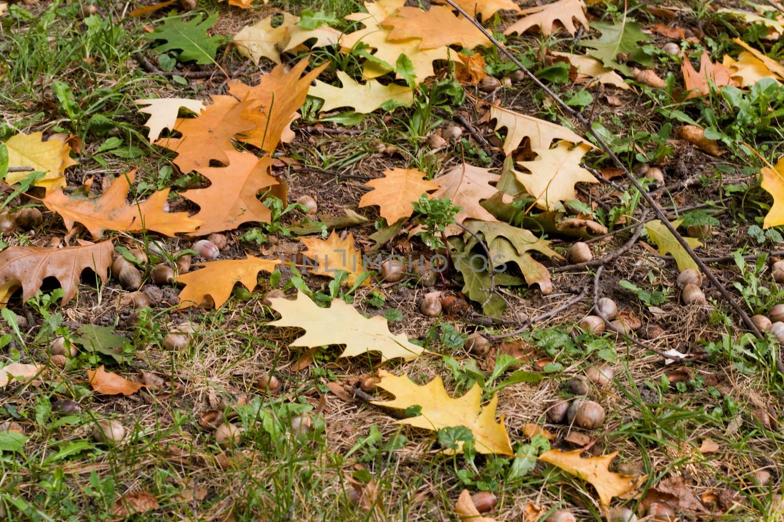 Autumn background,ooak, leaf, acorn.