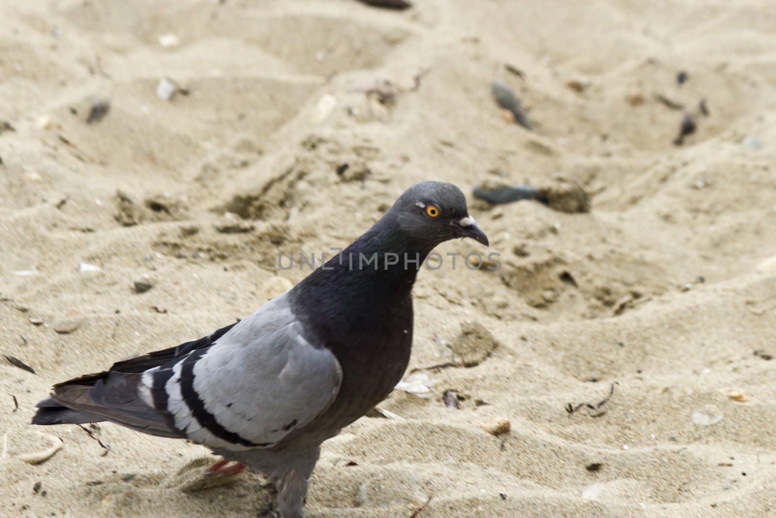 The pigeon goes on sand of a sea beach