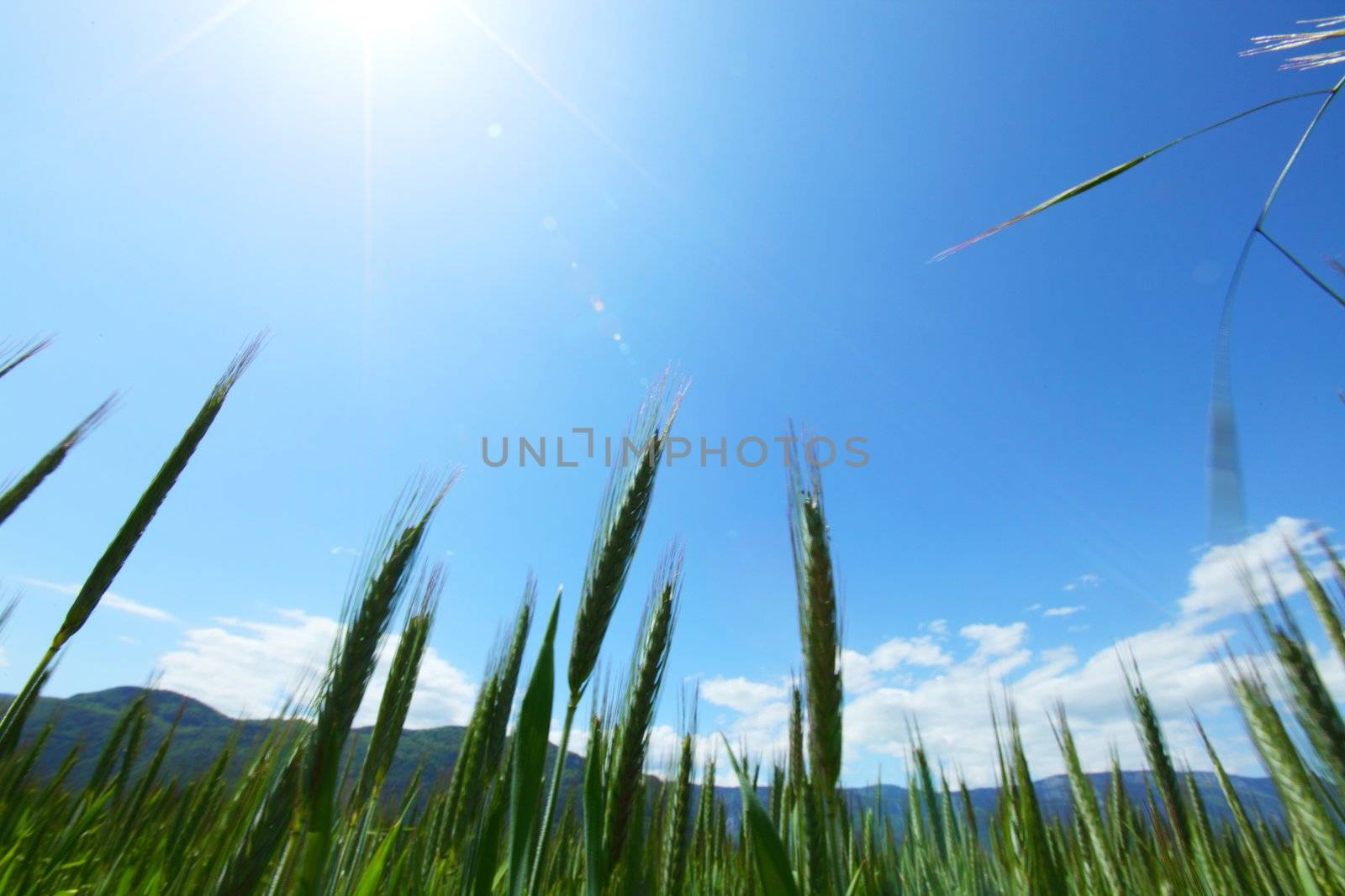 Summer field of wheat