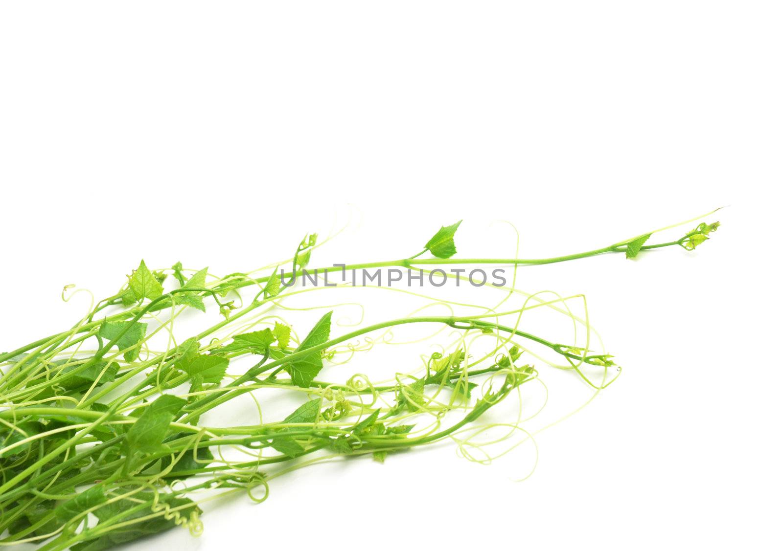 Coccinia  grandis isolated on white background