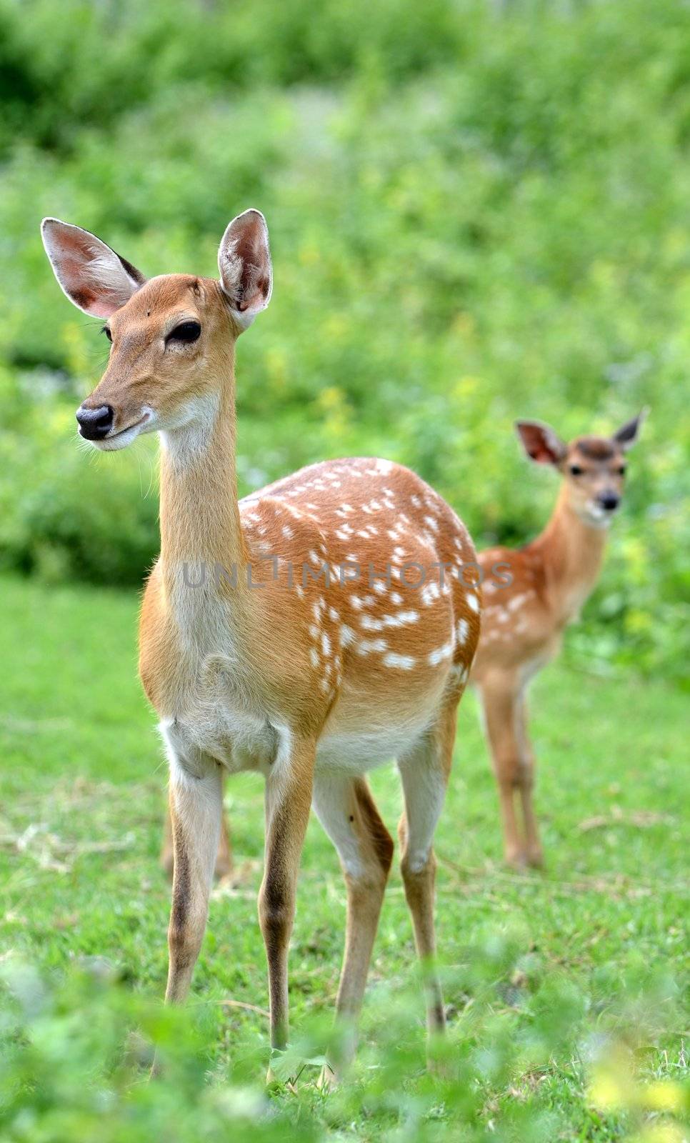 young sika deer and their mother